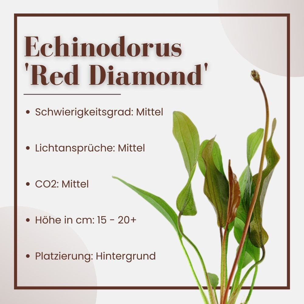 Aquaone Wasserpflanze Aquarium Pflanze 3 Stück Echinodorus 'Red Diamond' Nr.374D
