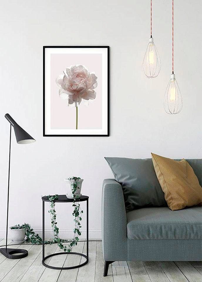 Komar Bild Rose, Blumen (1 St), Wandbild zur Dekoration - ohne Rahmen