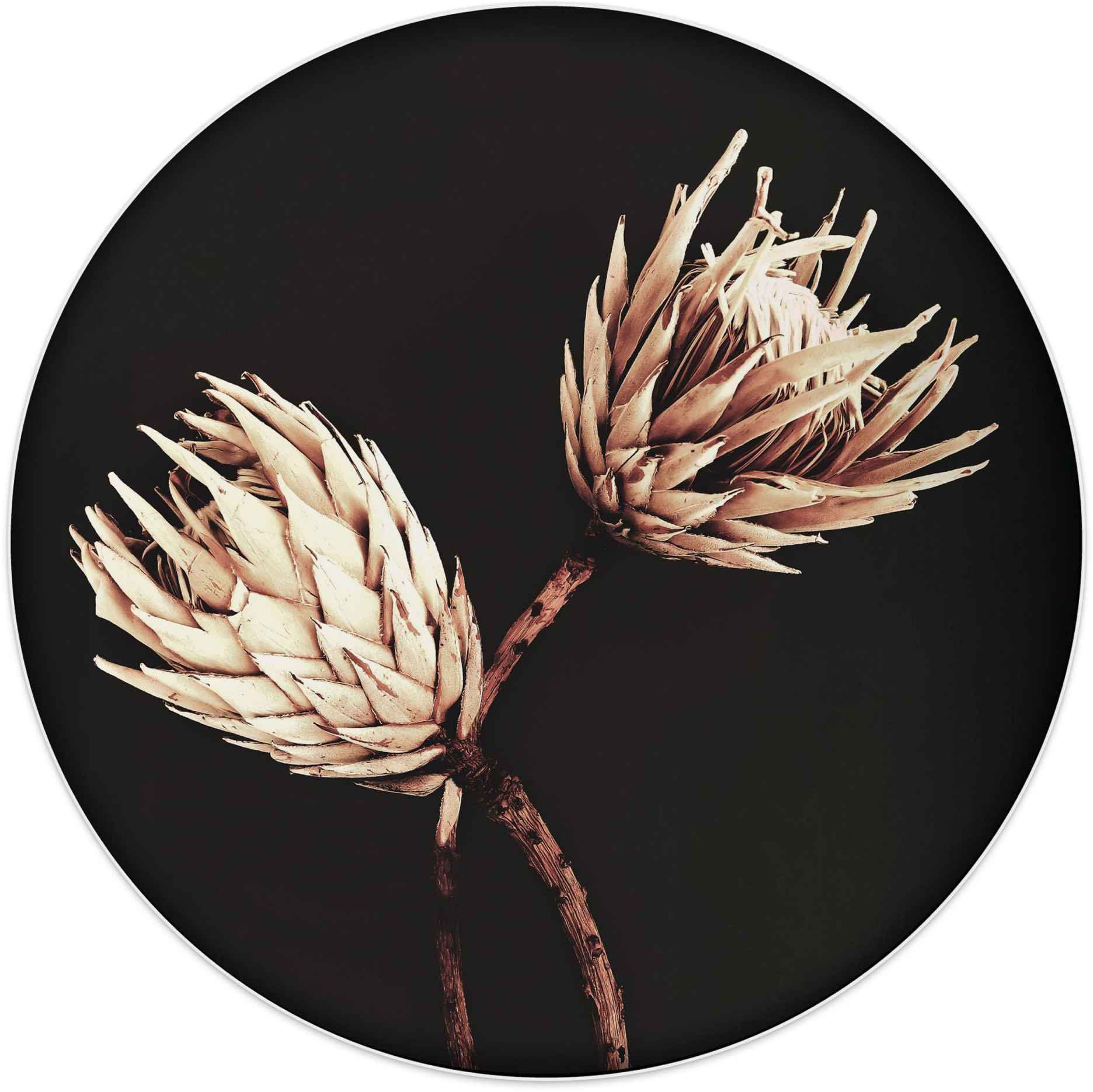 Reinders! Wandbild Wandbild Trockenblumen Exotisch Vintage St) Blumen Protea, (1 - 