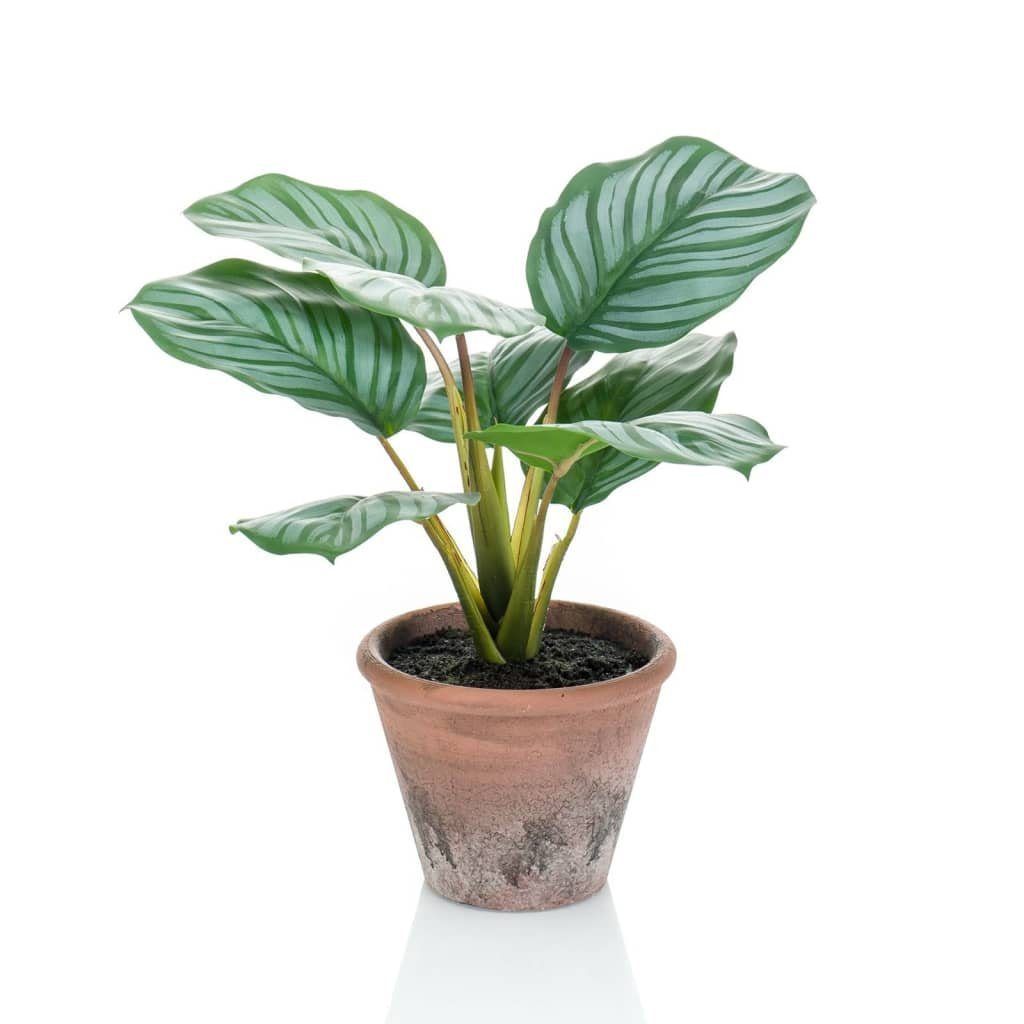 Künstliche Zimmerpflanze Künstliche Maranta Calathea Orbifolia Terra 32 cm Topf