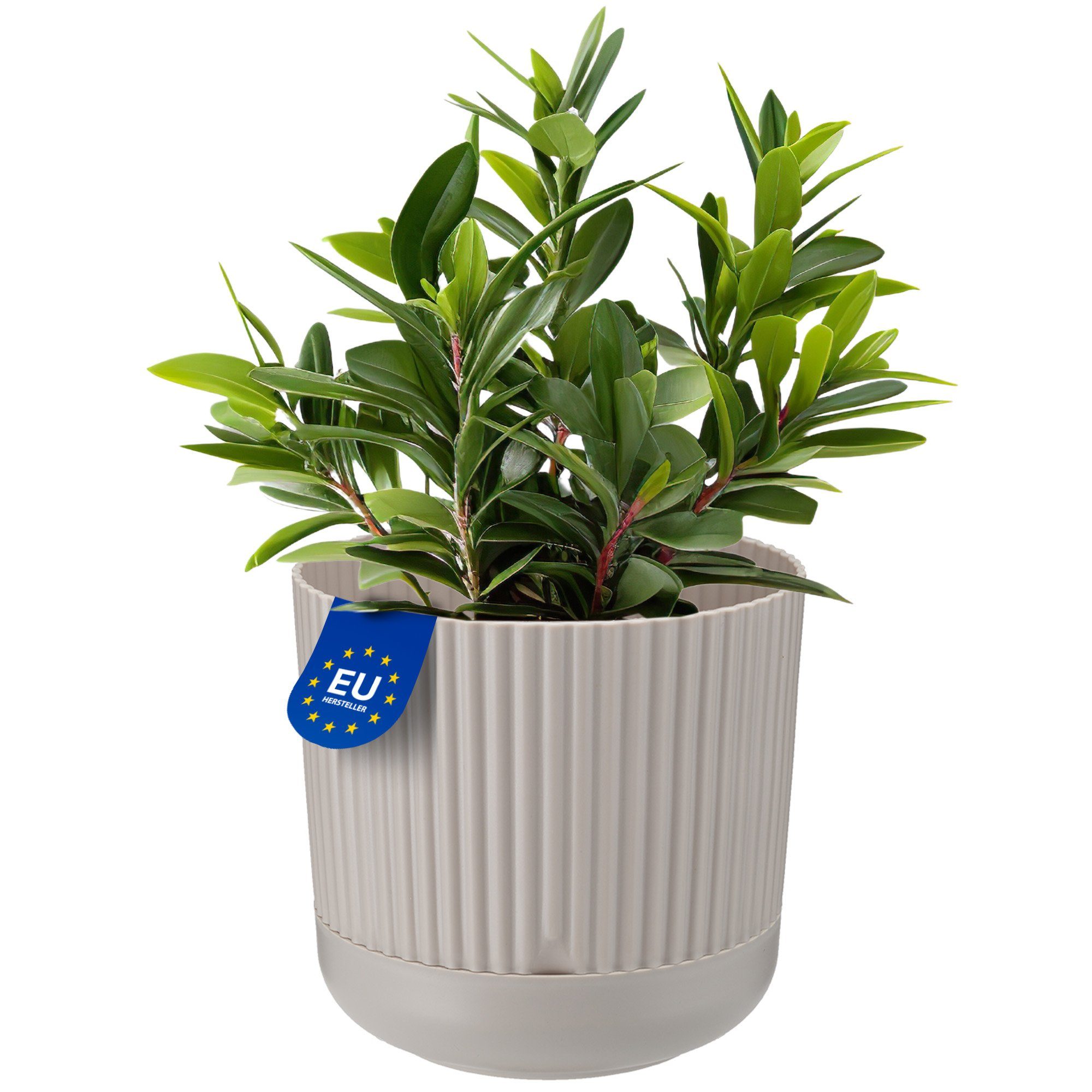 KONZEPT Blumentopf mit Untersetzer, 16 cm günstig online kaufen