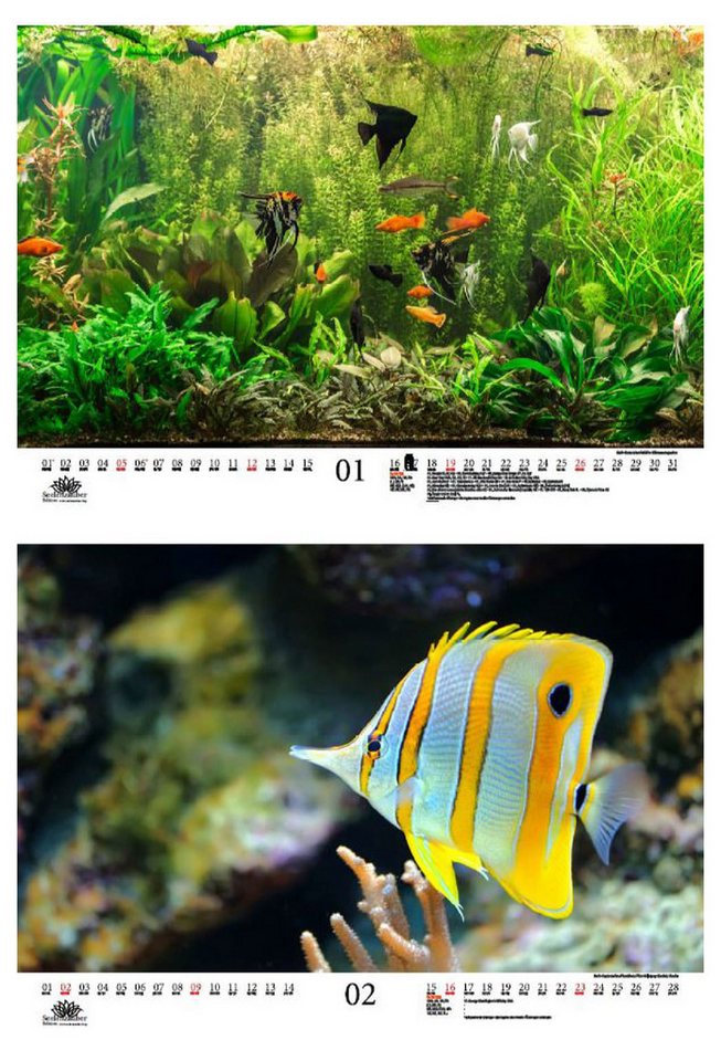 Thumbnail - Seelenzauber Wandkalender Aquariumzauber DIN A3 Kalender für 2025 Tiere im Aquarium