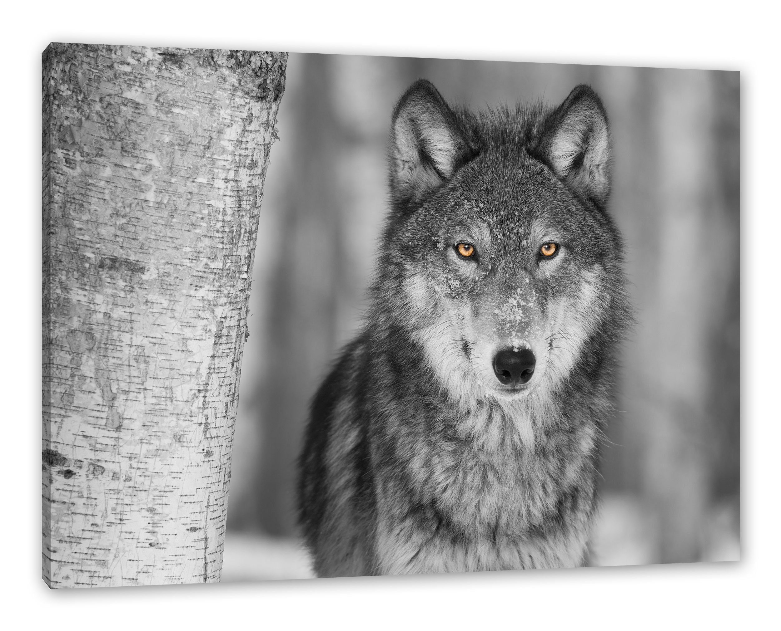 wachsamer Leinwandbild fertig Pixxprint Wolf (1 bespannt, wunderschöner Wolf, Leinwandbild inkl. St), wachsamer Zackenaufhänger wunderschöner