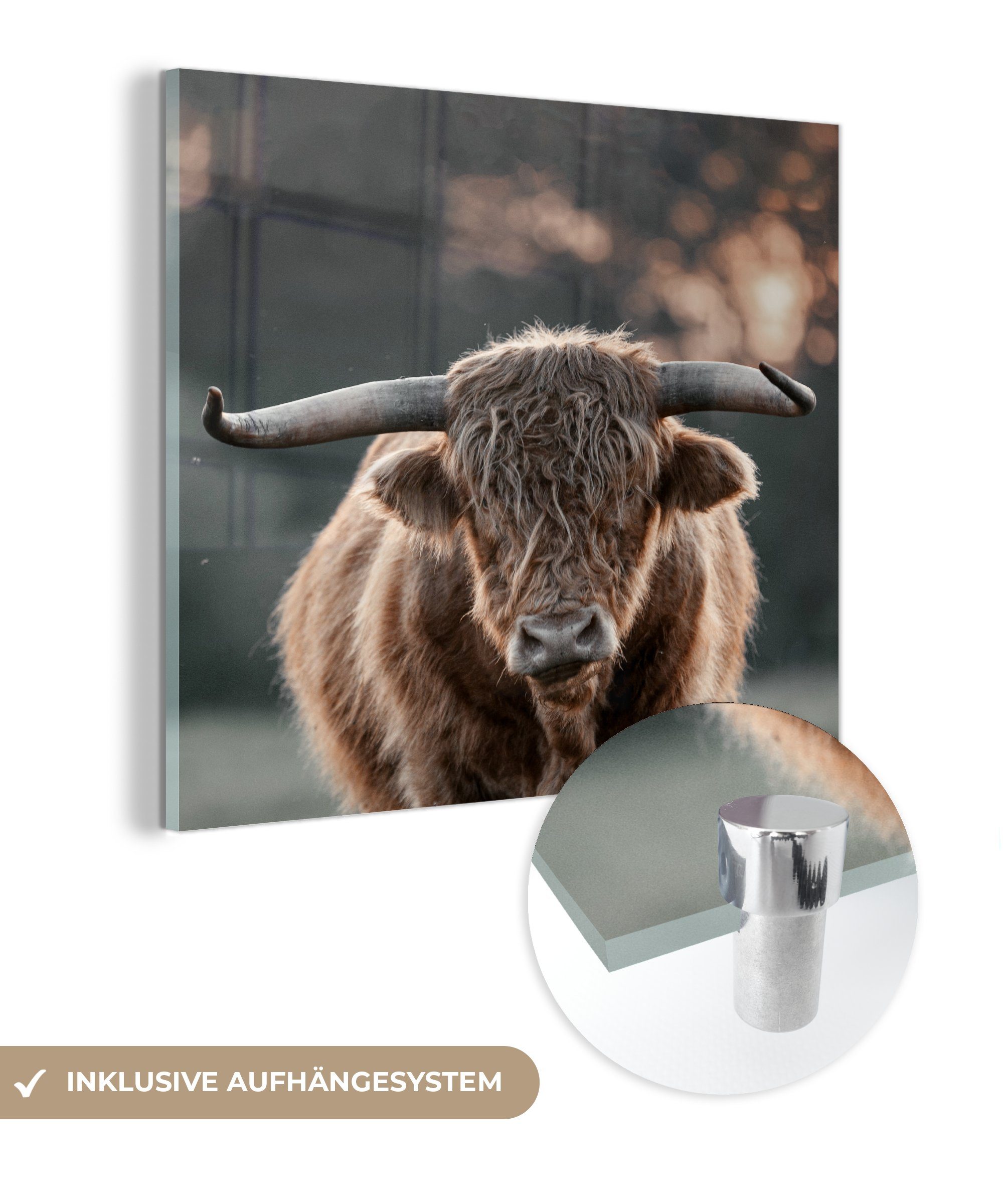 MuchoWow Acrylglasbild Kuh - Schottischer Hochländer - Hoorn, (1 St), Glasbilder - Bilder auf Glas Wandbild - Foto auf Glas - Wanddekoration