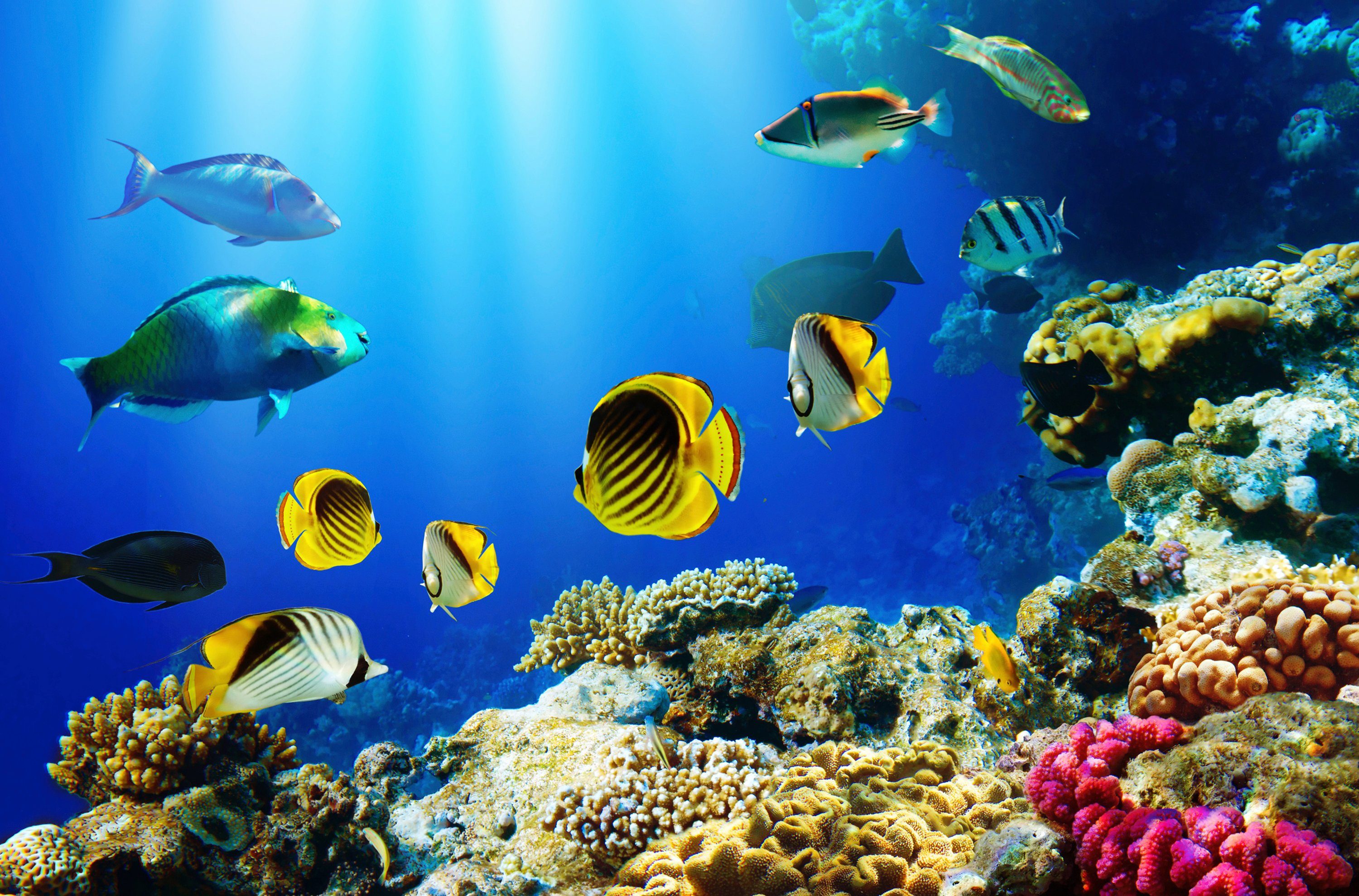 Fototapete UNTERWASSER-WELT-FISCHE KORALLE SEE MEER TIERE OZEAN