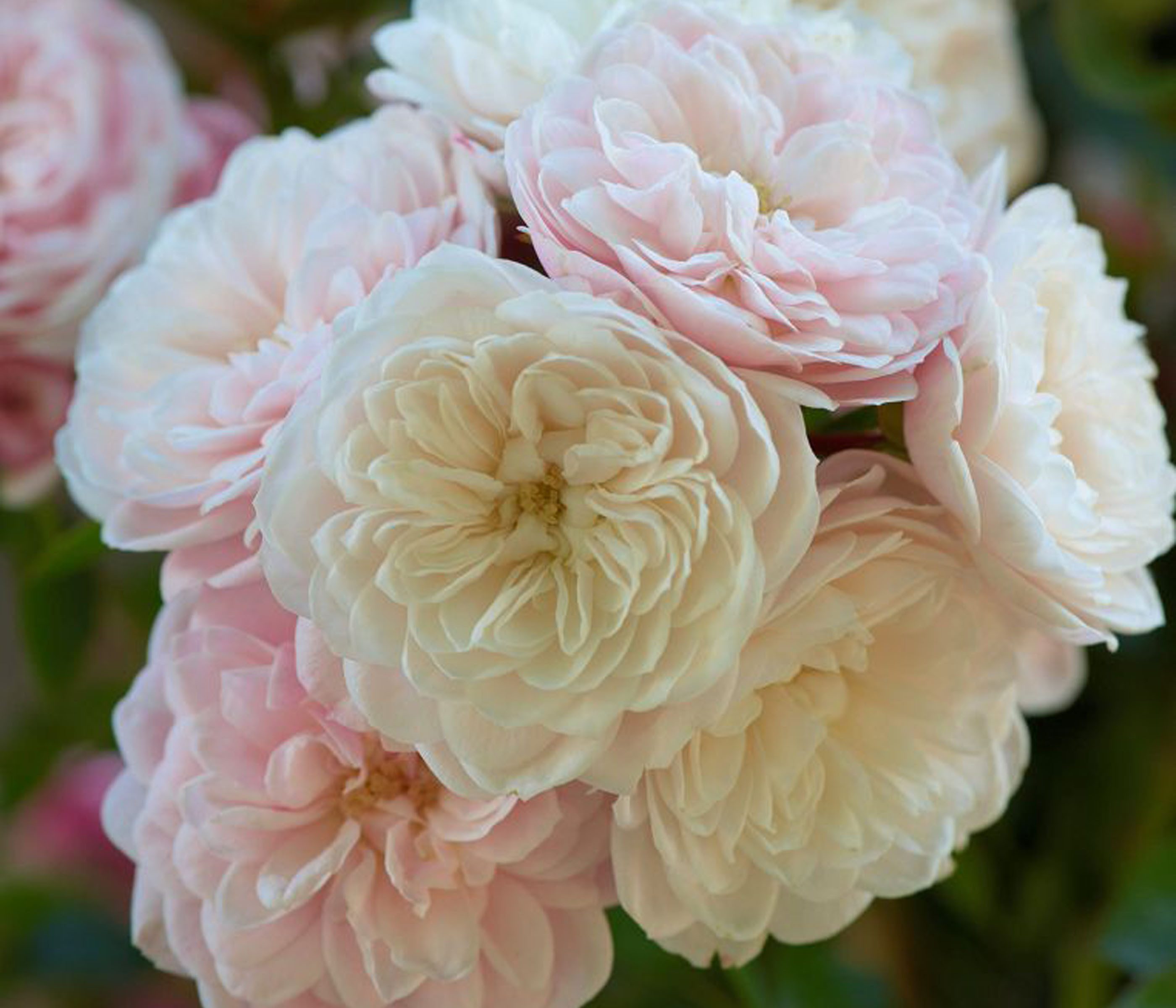 Dehner Rose Zwerg-Kletterrose Starlet® Alina®, 60-80 cm, zartrosa Blüten, gefüllt und duftend, Züchter Tantau, Topfware