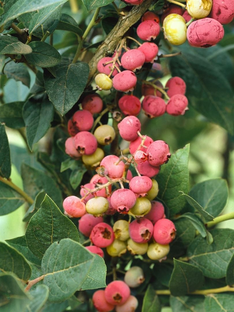 Pflanzen für Dich Obstpflanze Vaccinium corymb. Pink Lemonade, 1 St., Heidelbeere, Blaubeere, rosa Beeren, spättragend