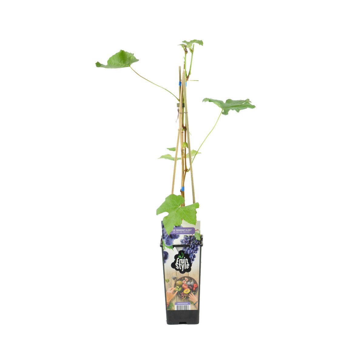 Bloomique Kletterpflanze Vitis Vinifera Boskoop Glory, Weinrebe, 60-70 cm, Topf 14 cm, 1 St.