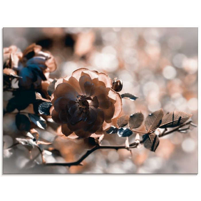 Artland Glasbild Rose Zweig Blumen (1 St) in verschiedenen Größen