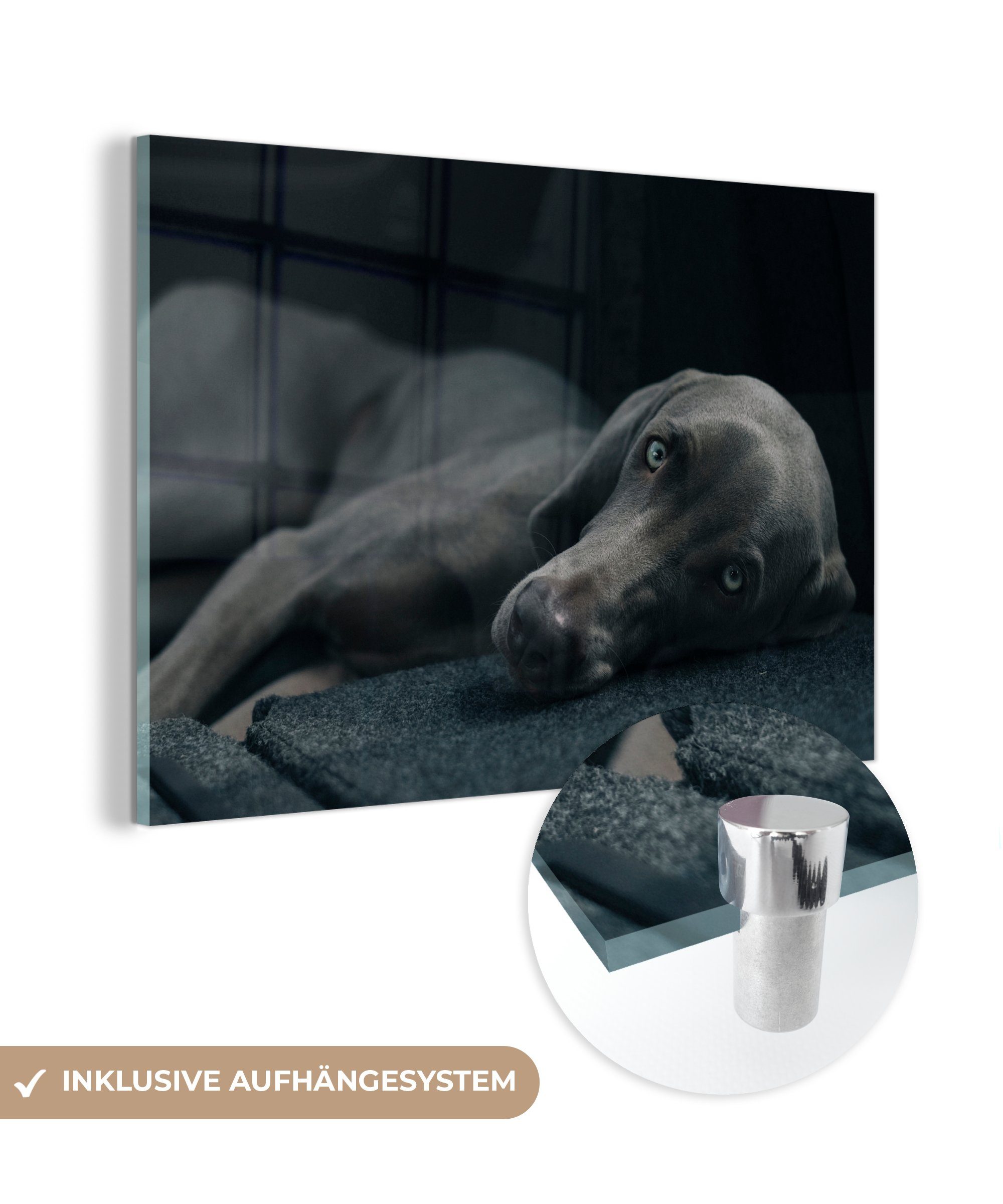 MuchoWow Acrylglasbild Hund - Augen - Schwarz, (1 St), Acrylglasbilder Wohnzimmer & Schlafzimmer