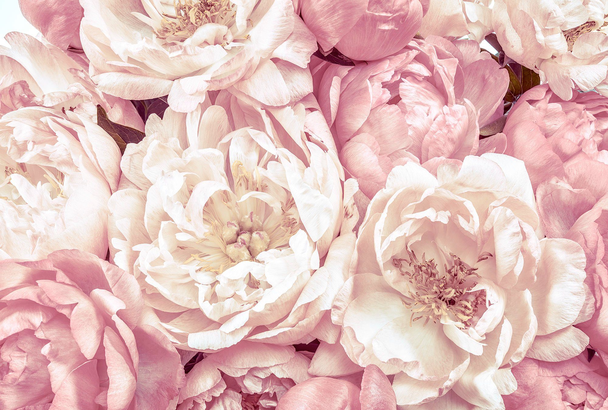 Komar Vliestapete Vlies - Peonies - Größe 368 x 248 cm, glatt, bedruckt, (1 St), Wohnzimmer, Schlafzimmer