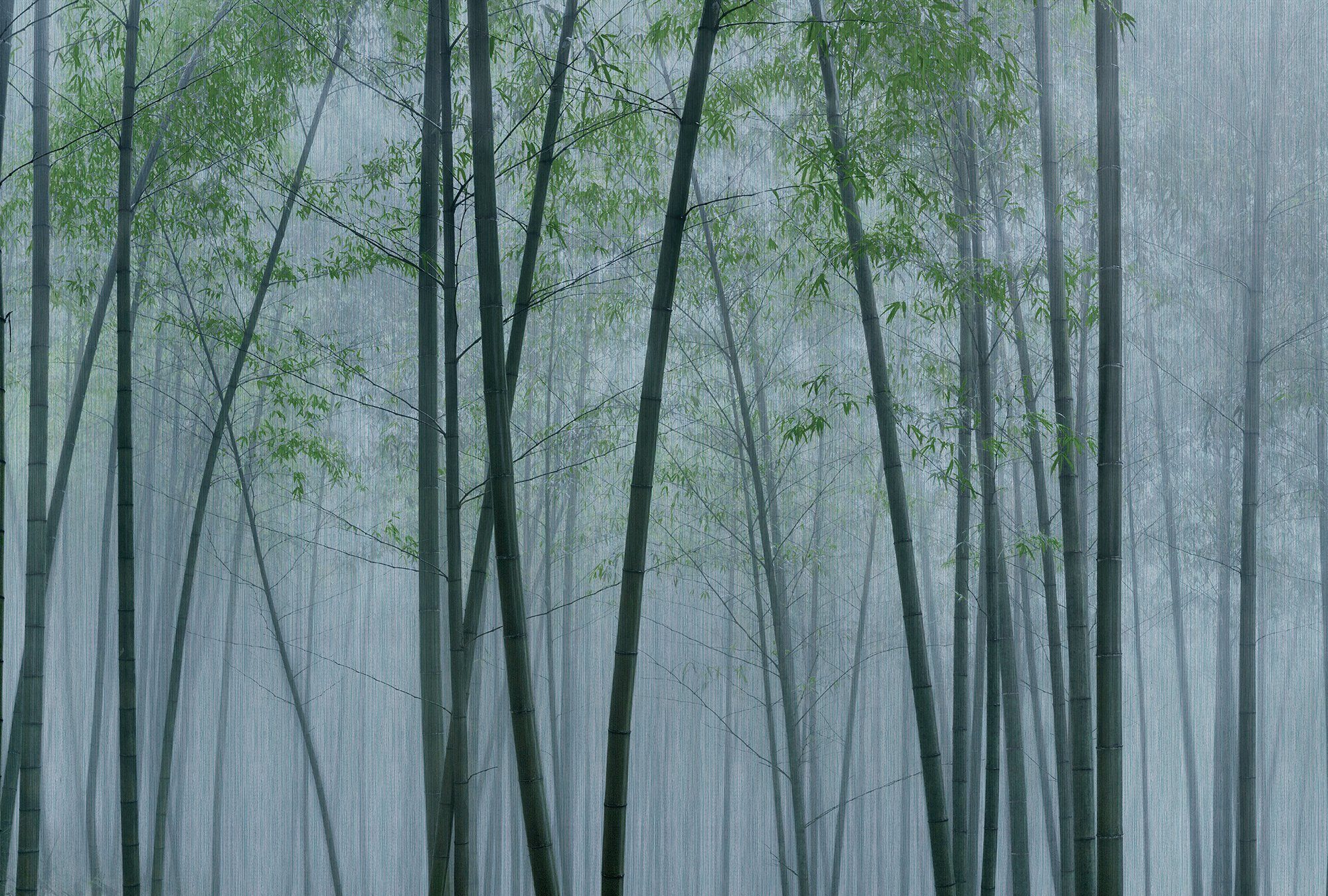 by The glatt, blau Wand Walls Patel living Bamboo, In Fototapete walls Vlies,