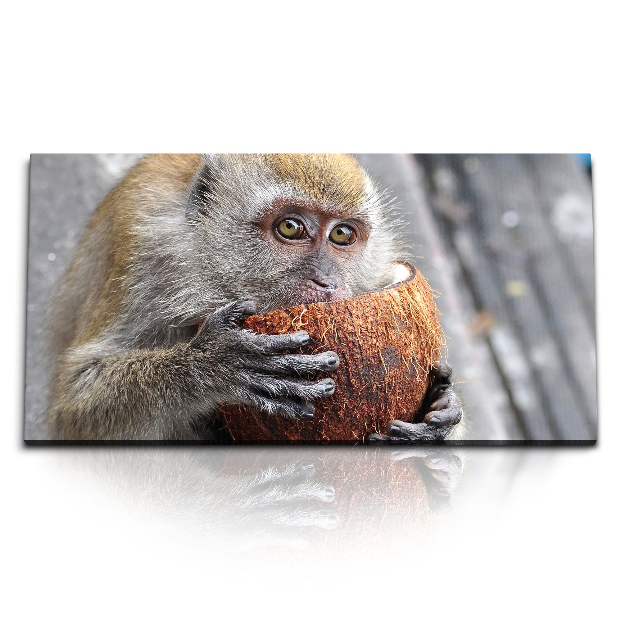 Leinwandbild Kunstdruck Bilder 120x60cm Kleiner Affe mit Kokosnuss Tierfotografie Ä