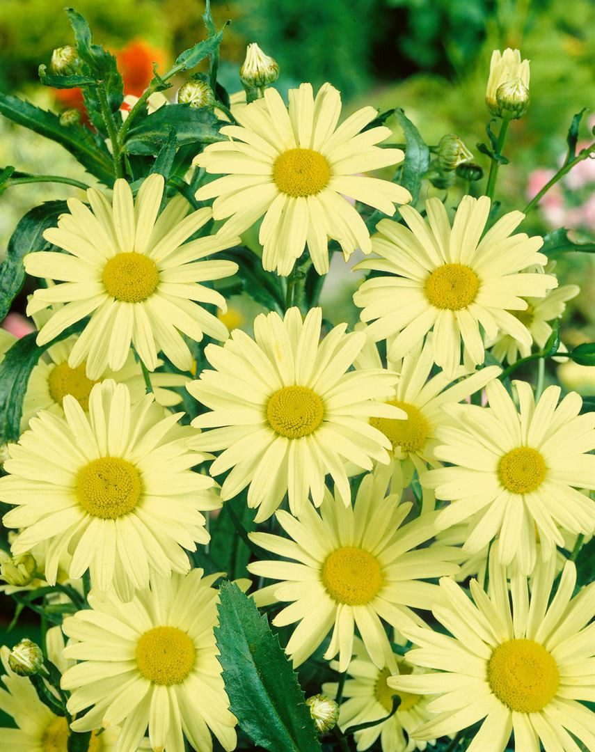 Pflanzen für Dich Staude Leucanthemum superb. Sonnenschein, 1 St., Margerite, Gartenmargerite