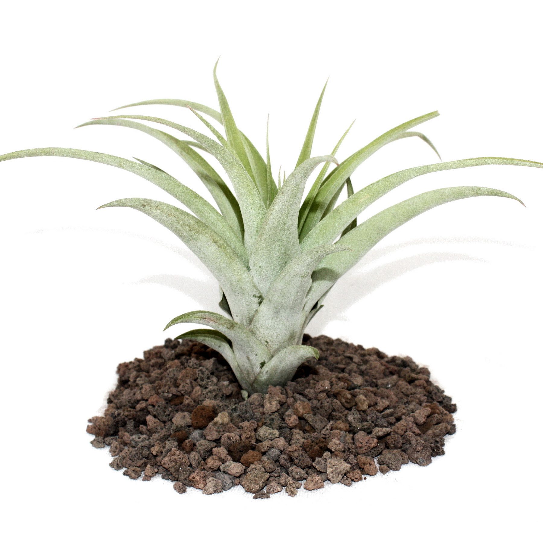 Exotenherz Zimmerpflanze Tillandsia capitata - lose Pflanze - gross