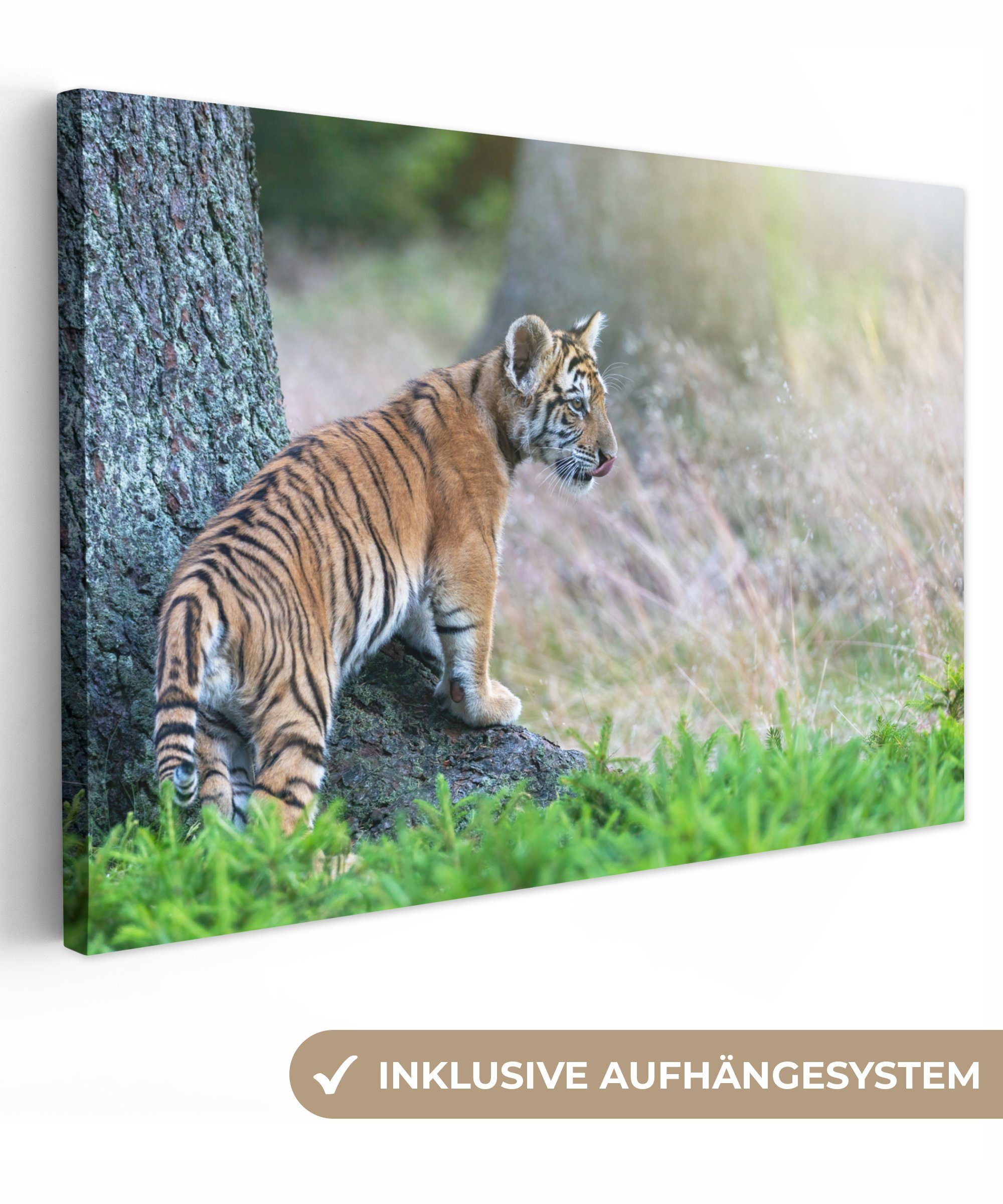 OneMillionCanvasses® Leinwandbild Tigerjunges im Wald, Wanddeko, Wandbild St), cm Leinwandbilder, 30x20 Aufhängefertig, (1