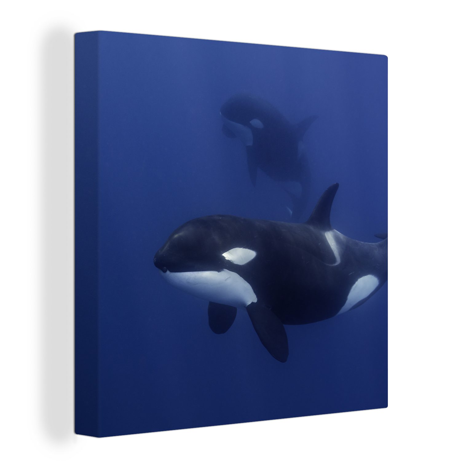 OneMillionCanvasses® Leinwandbild Zwei Orcas in klarem Wasser, (1 St), Leinwand Bilder für Wohnzimmer Schlafzimmer