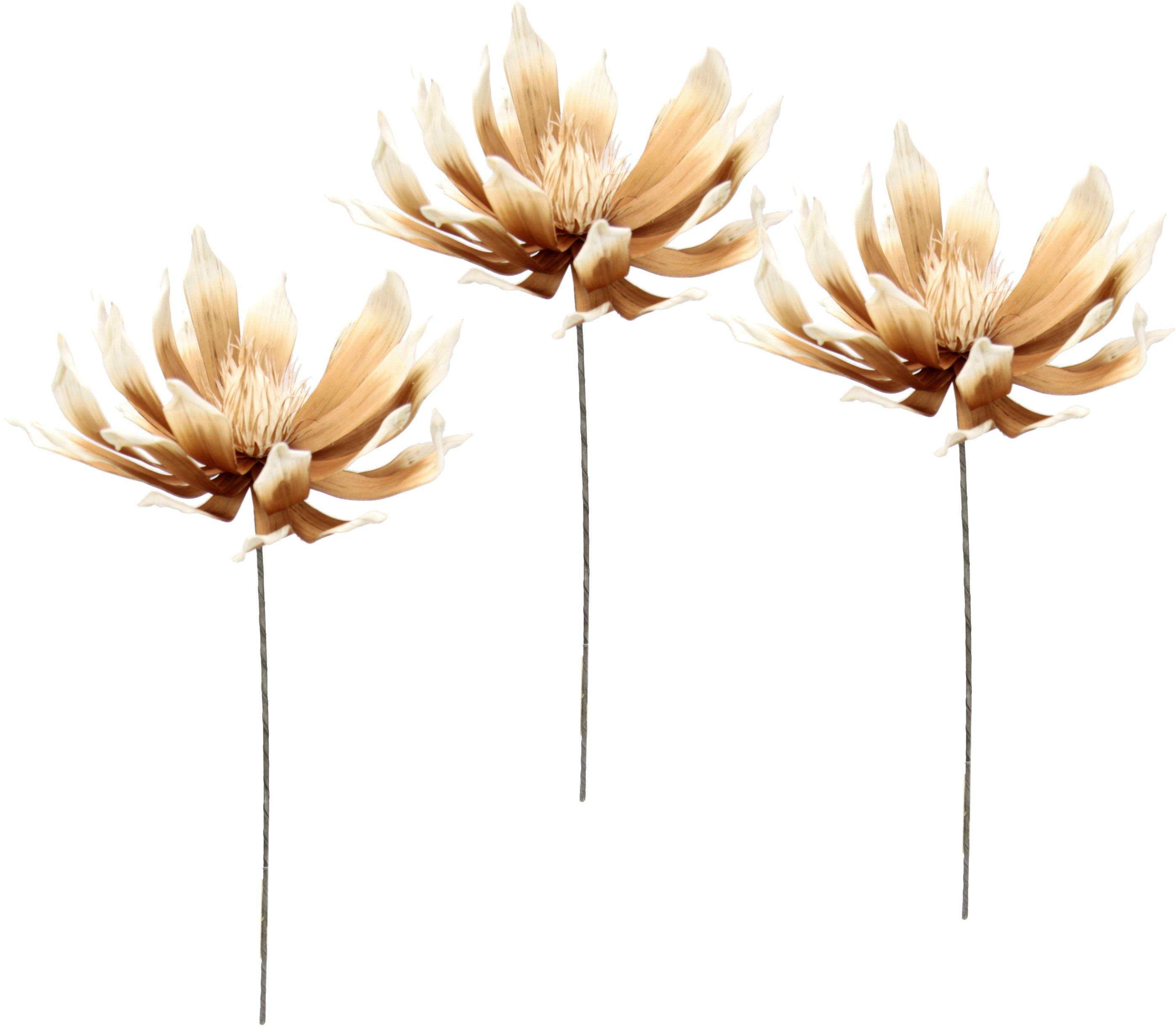Kunstblume Soft-Protea, I.GE.A., Höhe 84 cm, günstig online kaufen