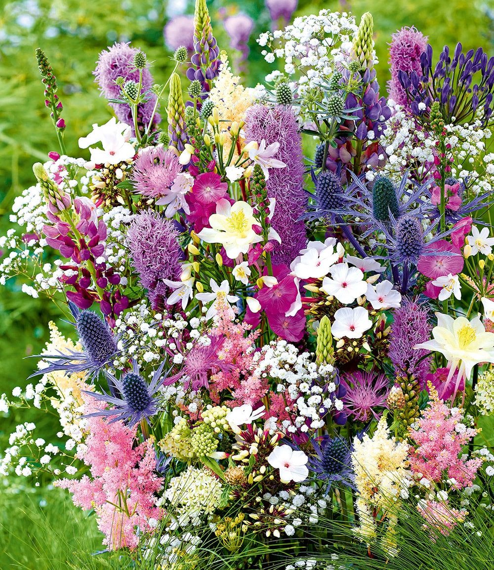 BALDUR Garten Staude 12er Stauden-Mix 'La vie en rose', 12 St., Schleierkraut, winterhart, mehrjährig, pflegeleicht