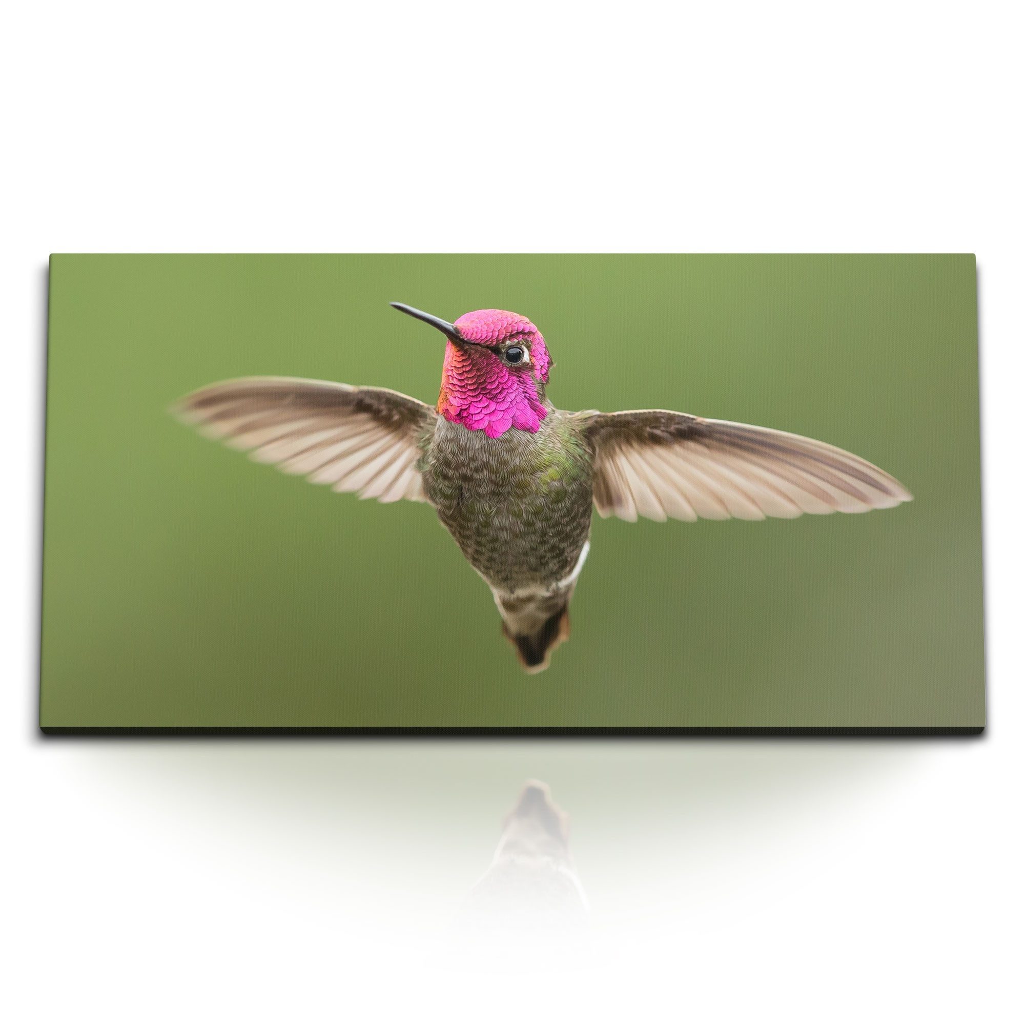 Leinwandbild Kunstdruck Bilder 120x60cm Kolibri kleiner Vogel Tierfotografie Exotis