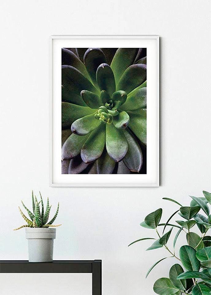 Komar Poster Succulent Single, (1 Wohnzimmer Pflanzen St), Kinderzimmer, Schlafzimmer, Blätter