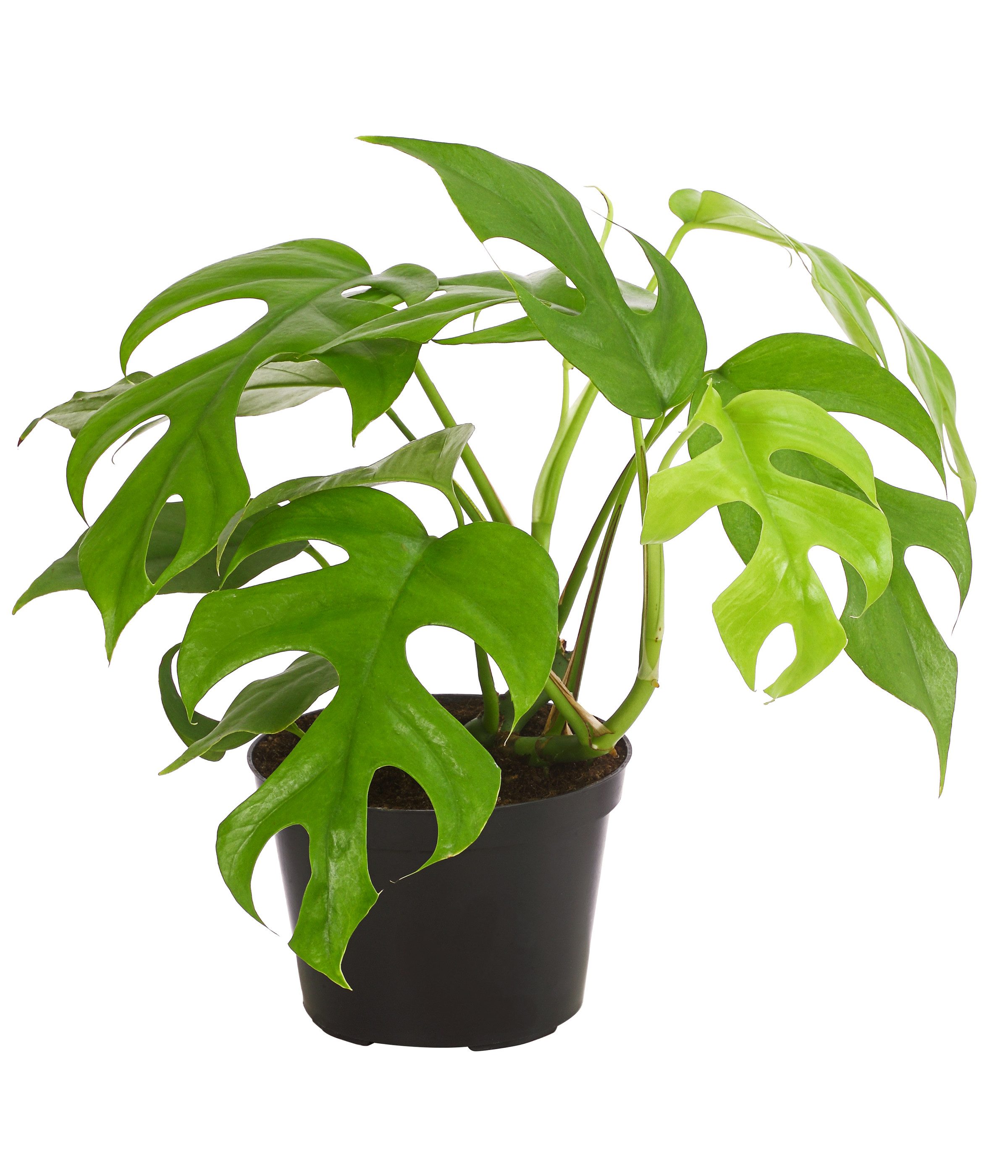 Dehner Zimmerpflanze Fensterblatt, Monstera minima, Rhaphidophora tetrasperma, tropische Zimmerpflanze mit tiefen Blattschlitzen