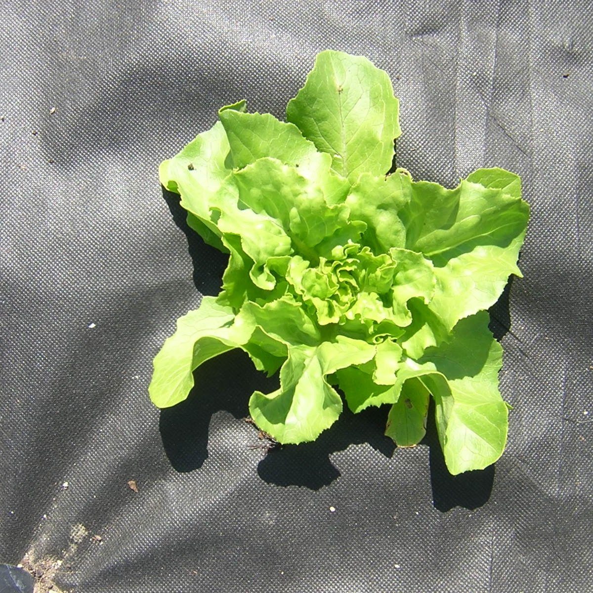 HaGa Unkrautvlies GARTENVLIES 50g/m² 1,6m x 10m Unkrautvlies, Wasserdurchlässiges Pflanzenvlies - Unkrautschutz im Garten