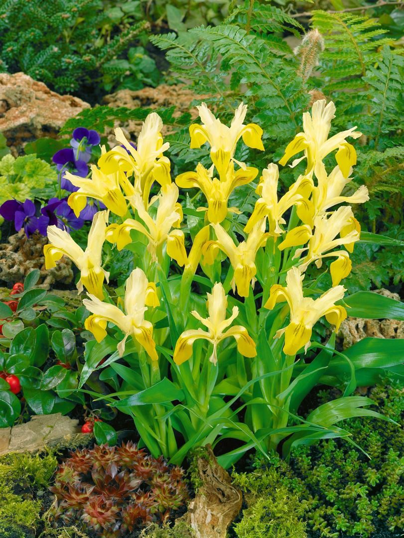 Pflanzen für Dich Staude Iris bucharica, 1 St., Bucharische Schwertlilie, Buchara-Iris