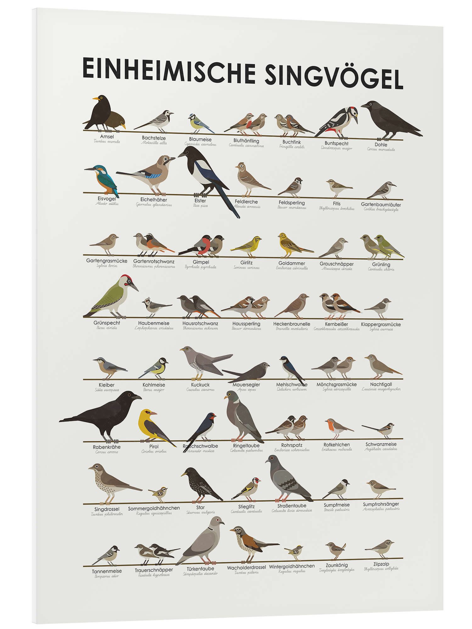 Posterlounge Poster Iris Luckhaus, Einheimische Singvögel, günstig online kaufen