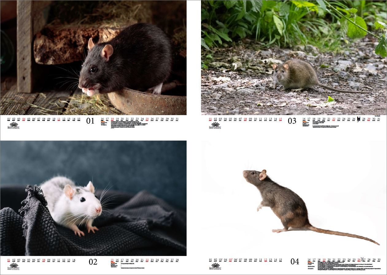 Thumbnail - Seelenzauber Wandkalender Rattenzauber DIN A3 Kalender für 2026 Ratten - Seelenzauber