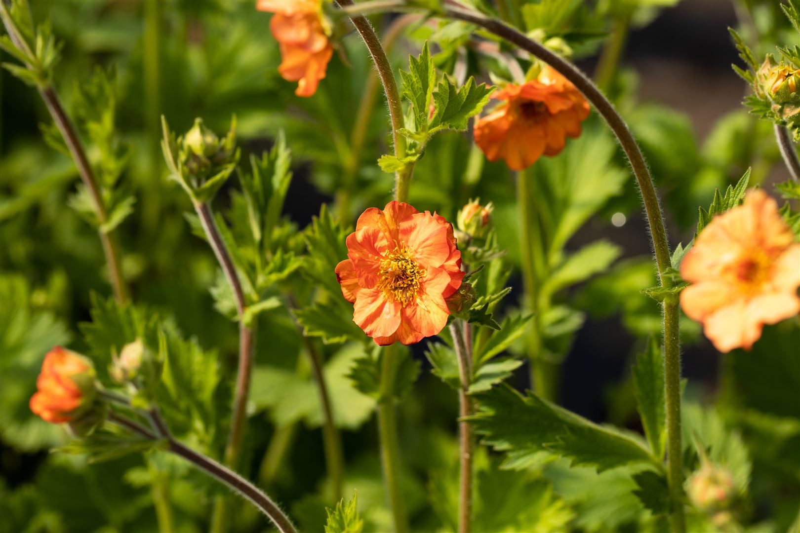 Pflanzen für Dich Staude Geum coccineum Werner Arends, 1 St., Nelkenwurz, Rote Nelkenwurz