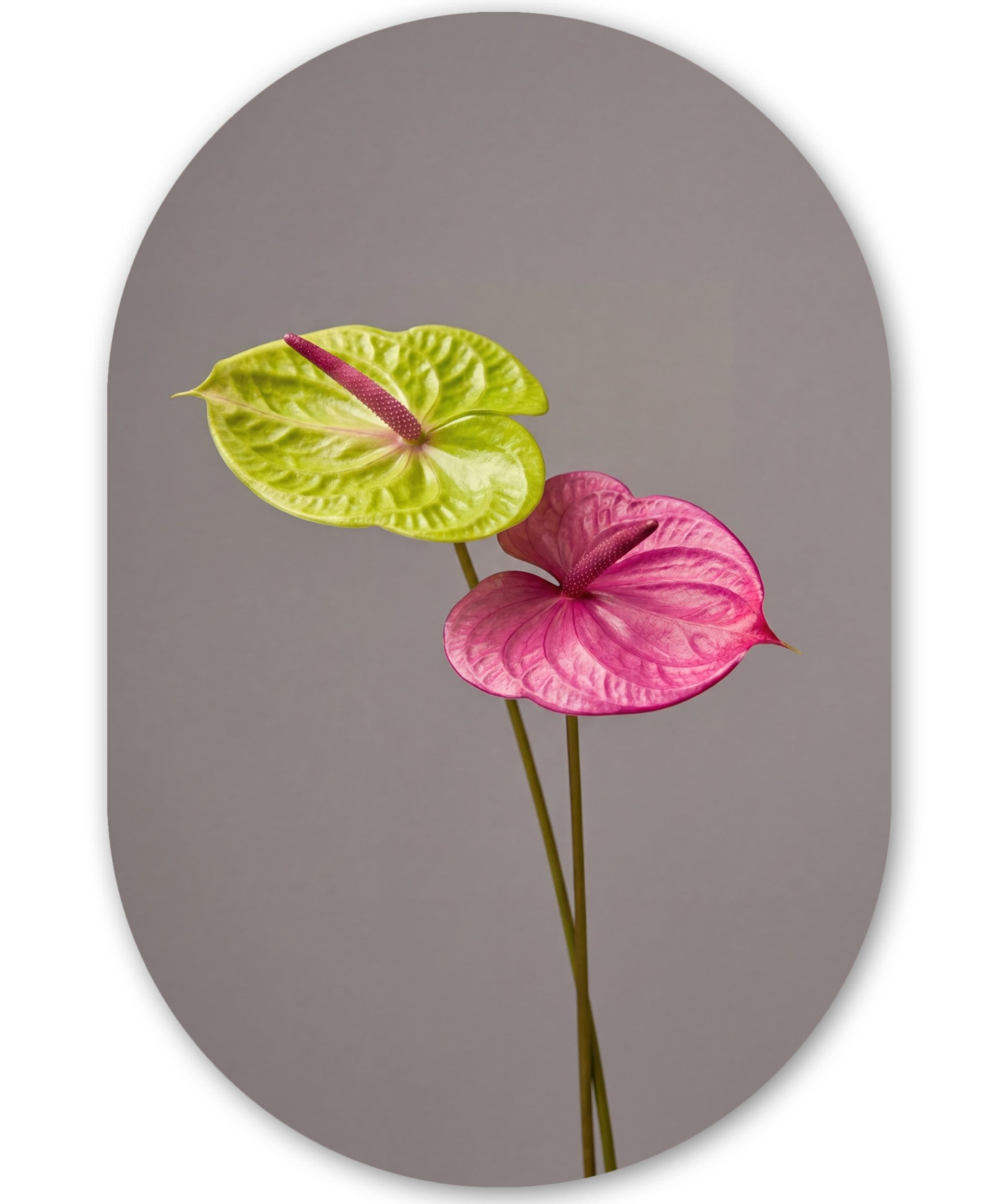 MuchoWow Gemälde Pflanzen - Anthurium - Grün - Rosa, Fotodruck (1 St), Wandbild Oval, Wohnzimmer oder Schlafzimmer Wanddekoration, 40x60 cm