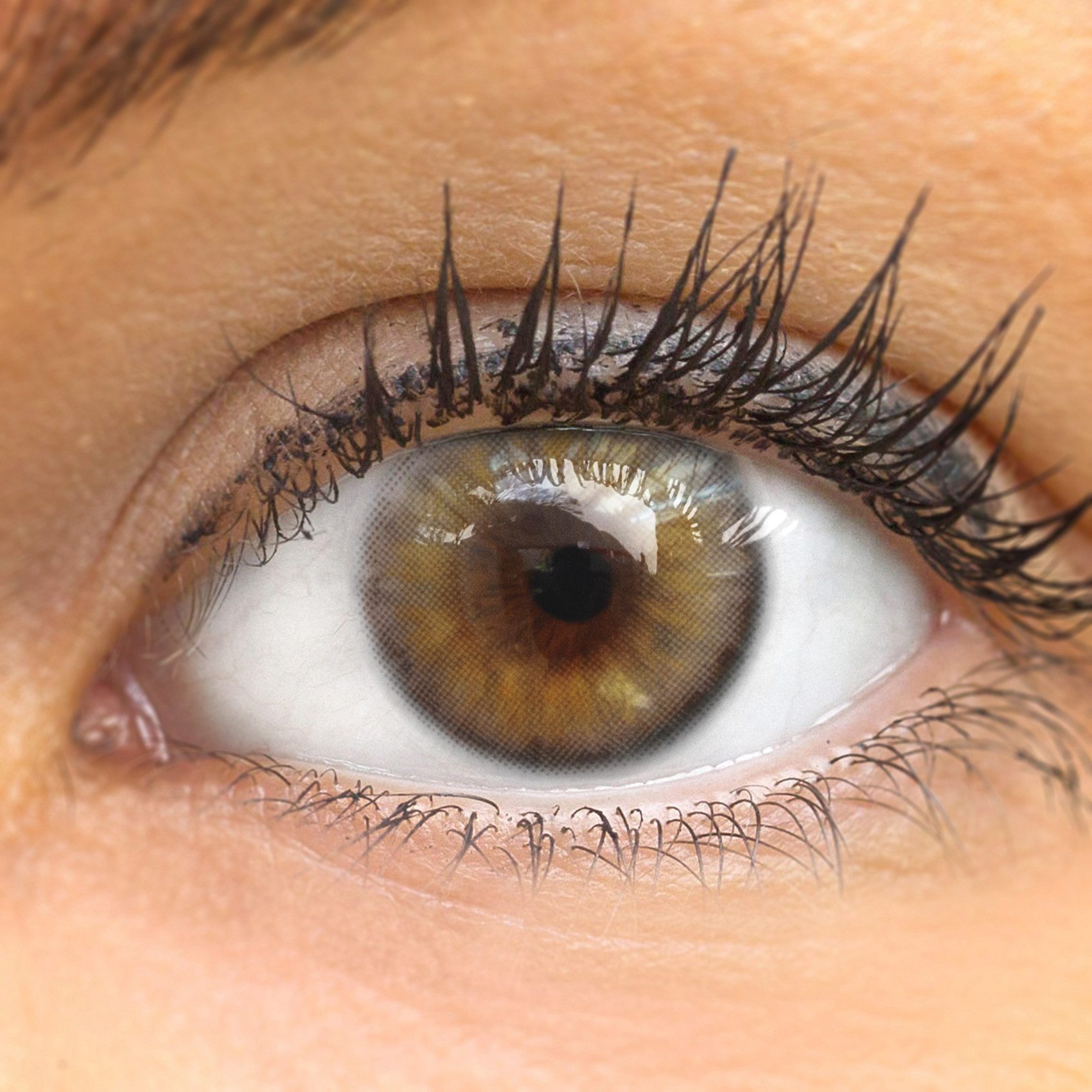 GLAMLENS Monatslinsen Natürliche graue Контактные линзы "Bardolino Brown"
