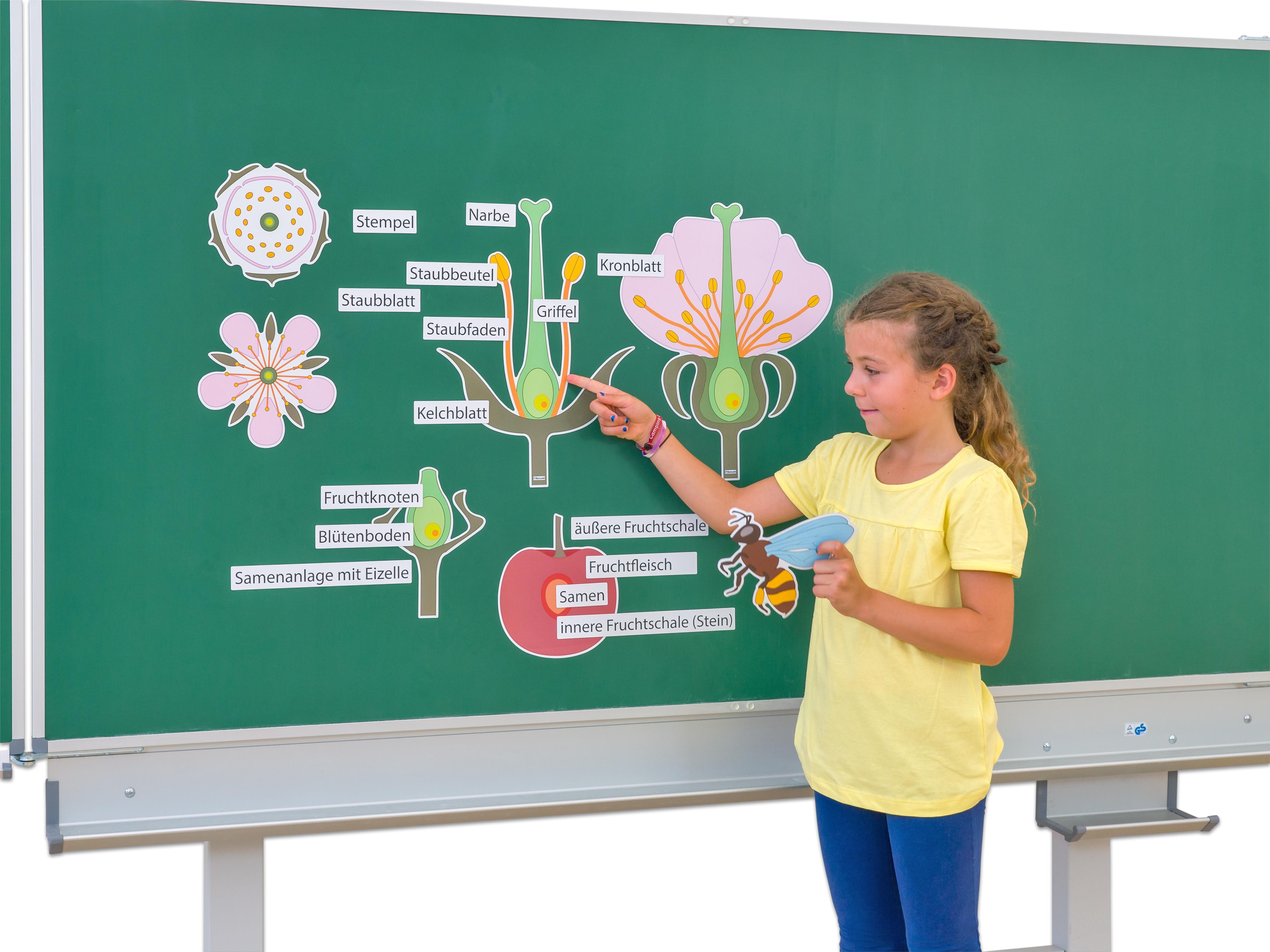 Betzold Magnet Tafelmaterial „Von der Kirschblüte bis zur Frucht“