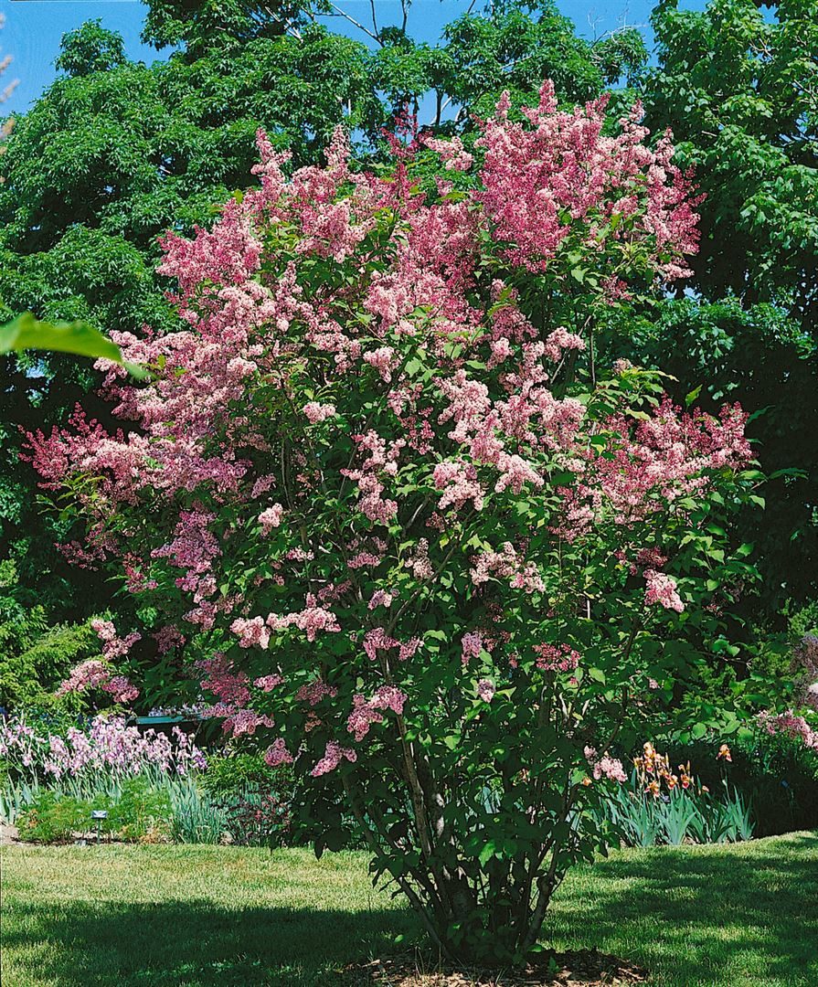 Pflanzen für Dich Gehölze Syringa 'Redwine', 1 St., Flieder
