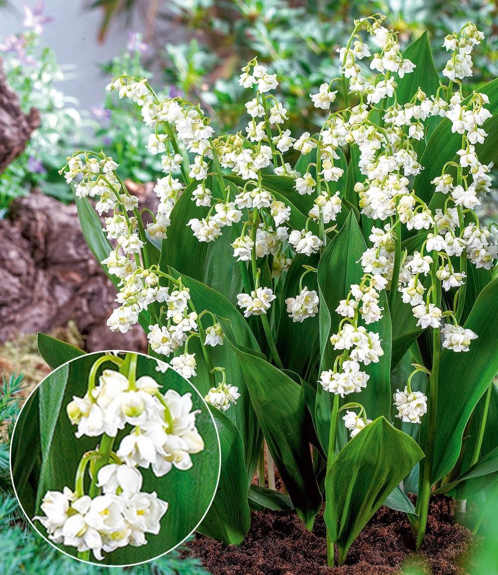 BALDUR Garten Blumenzwiebeln Gefülltes Maiglöckchen 'Bloom in White', Wurzelrhizome, winterhart, mehrjährig, duftend
