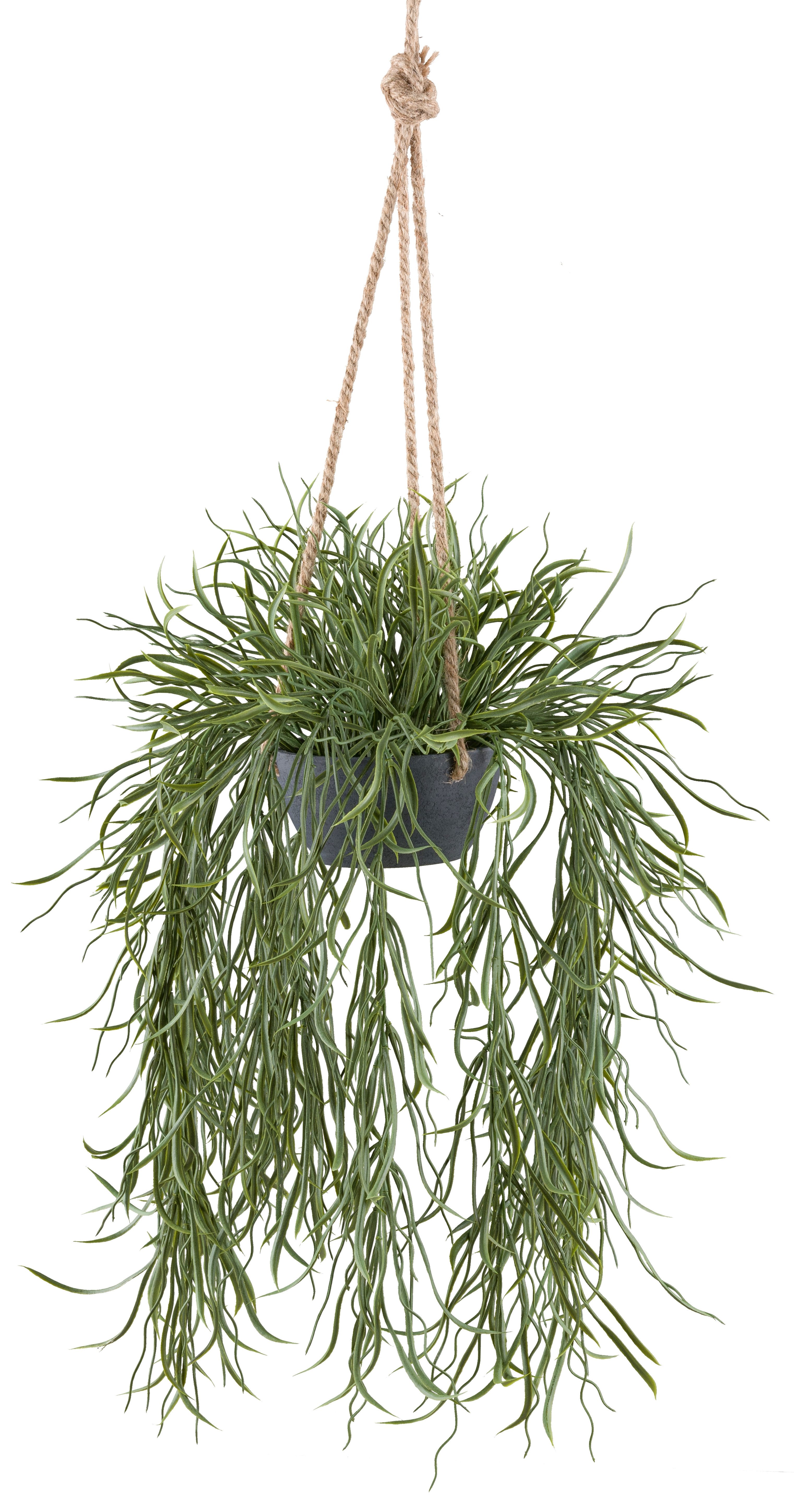 Kunstpflanze Hängepflanze Rhipsalis, Creativ green, Höhe günstig online kaufen
