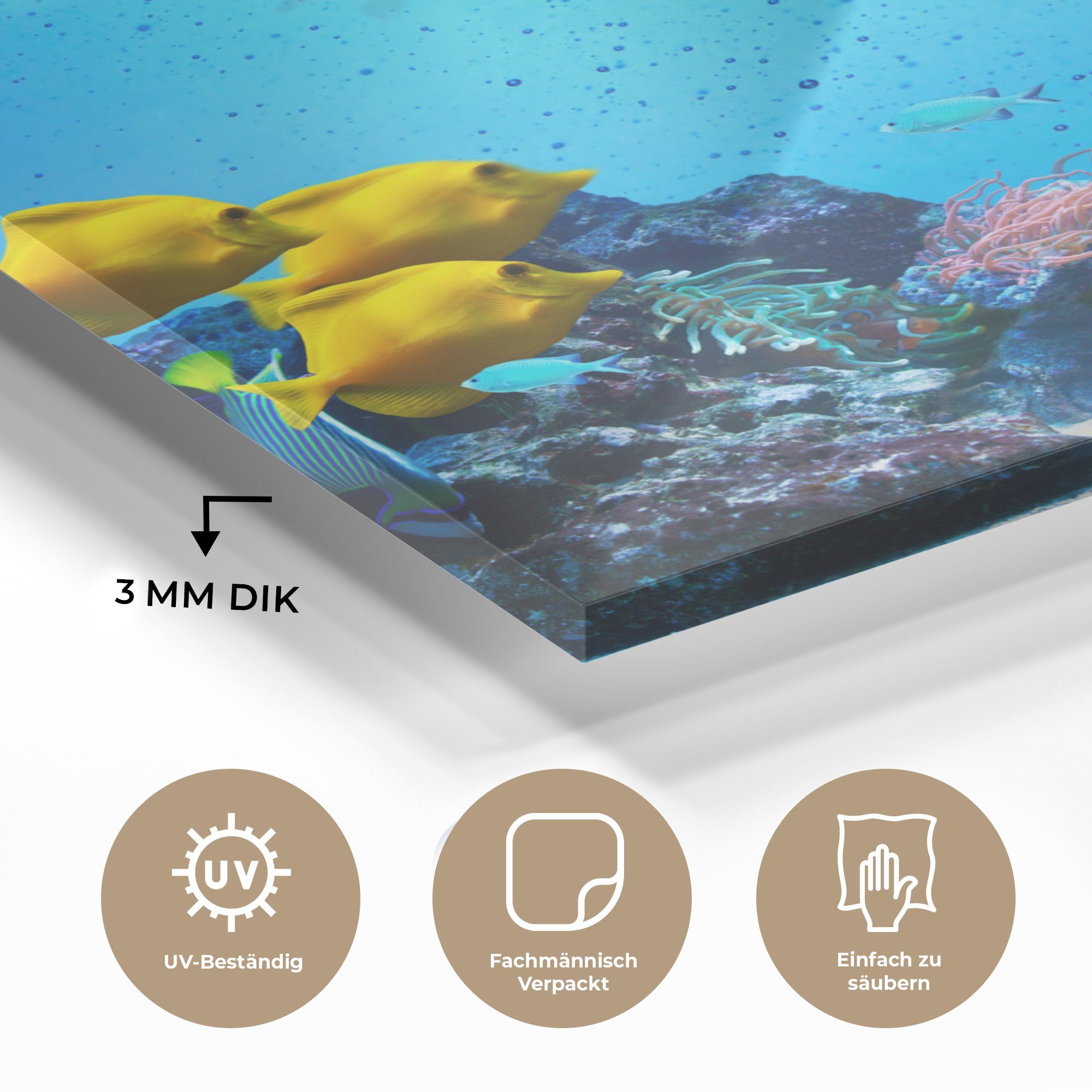 Acrylglasbild - MuchoWow Glasbilder Fische auf St), Farben, (1 Glas Meer Bilder - Glas - auf Foto Wanddekoration - Wandbild -
