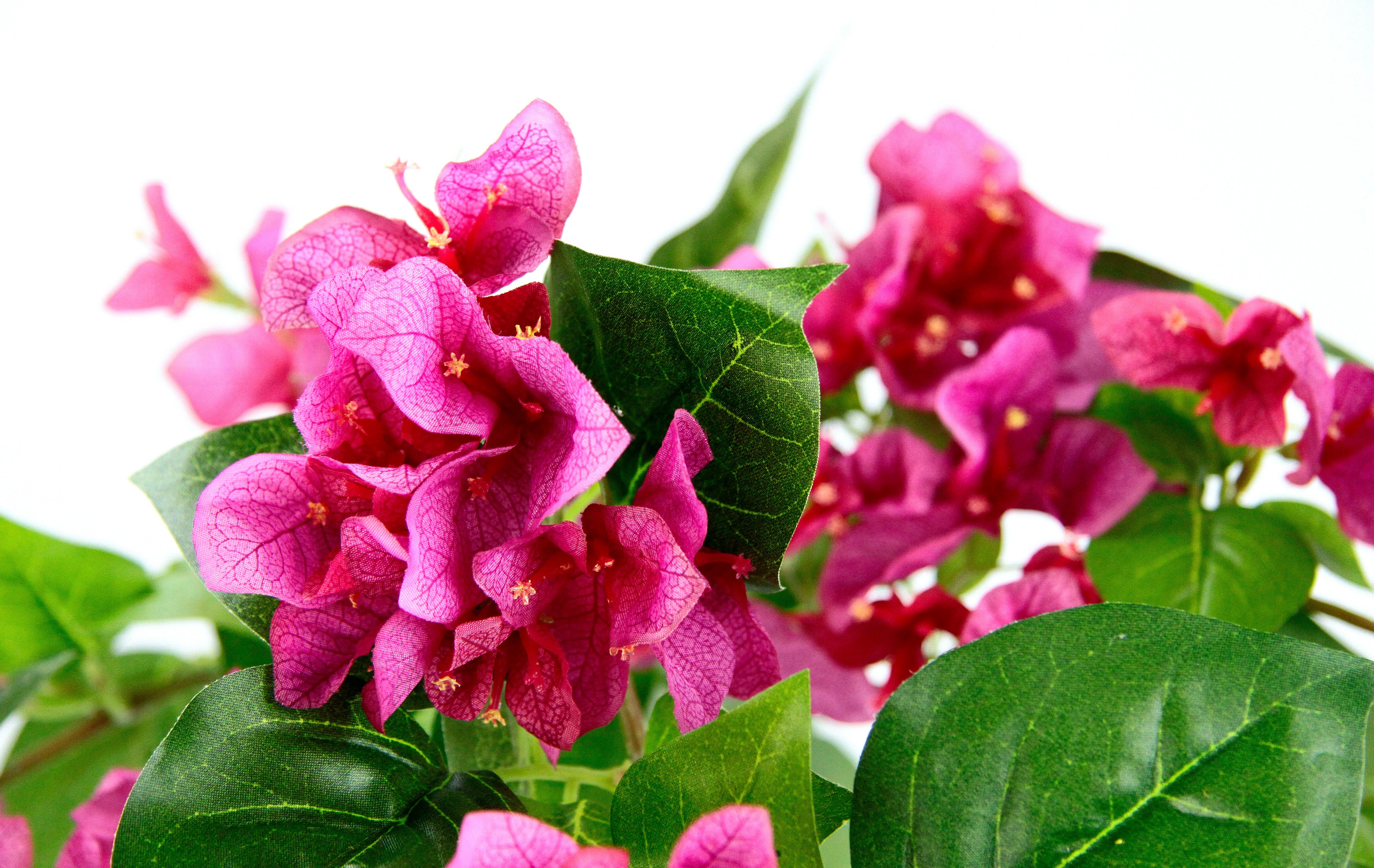Kunstpflanze Bougainvillea, I.GE.A., Höhe 40 cm, günstig online kaufen