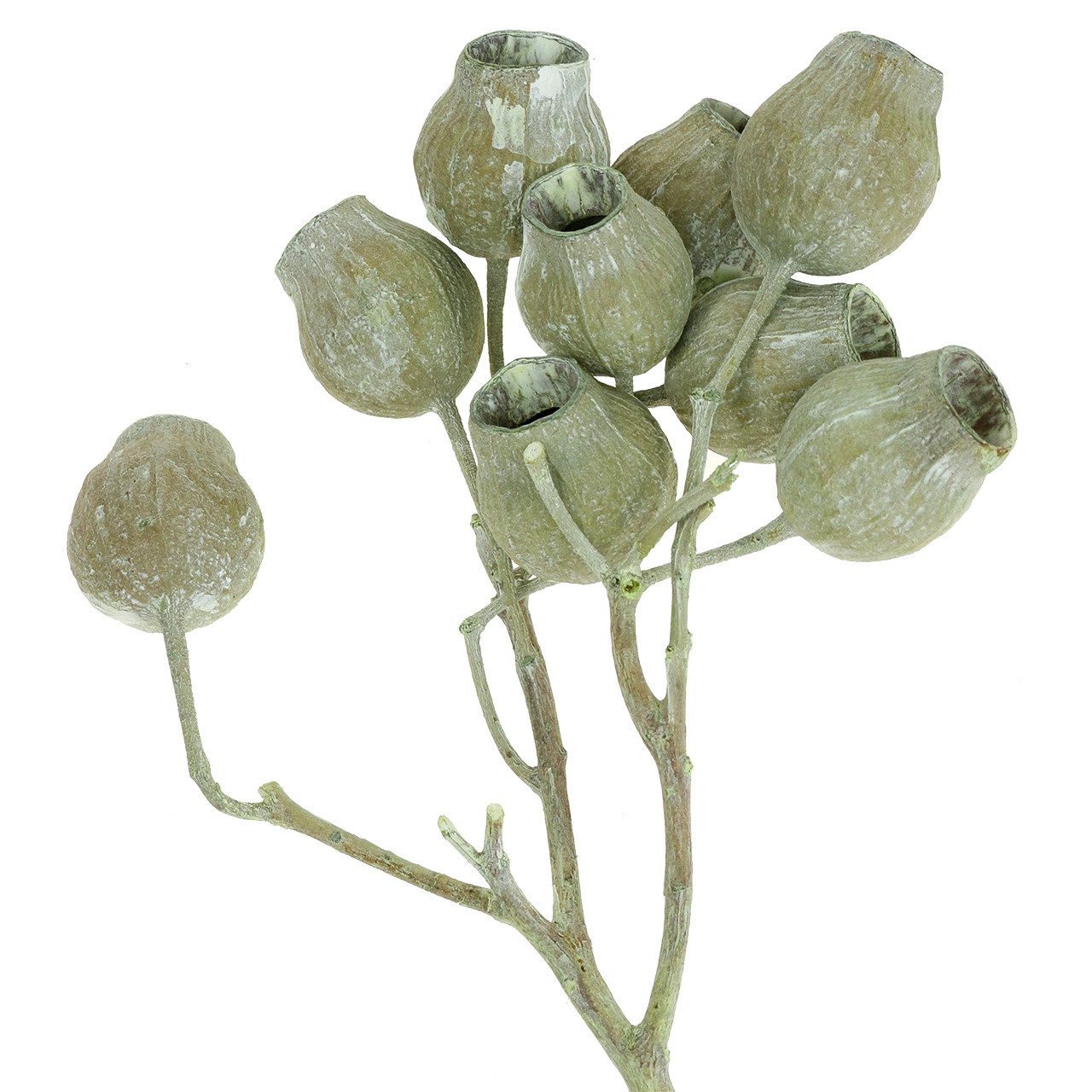Trockenblume Bellgum Zweig Grün gefrostet 5cm-7cm Dekozweige Natur Myrte, 20 Stück, Florists Products, Höhe 7 cm