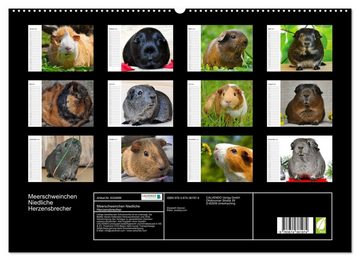 CALVENDO Wandkalender Meerschweinchen Niedliche Herzensbrecher (Premium, hochwertiger DIN A2 Wandkalender 2023, Kunstdruck in Hochglanz)