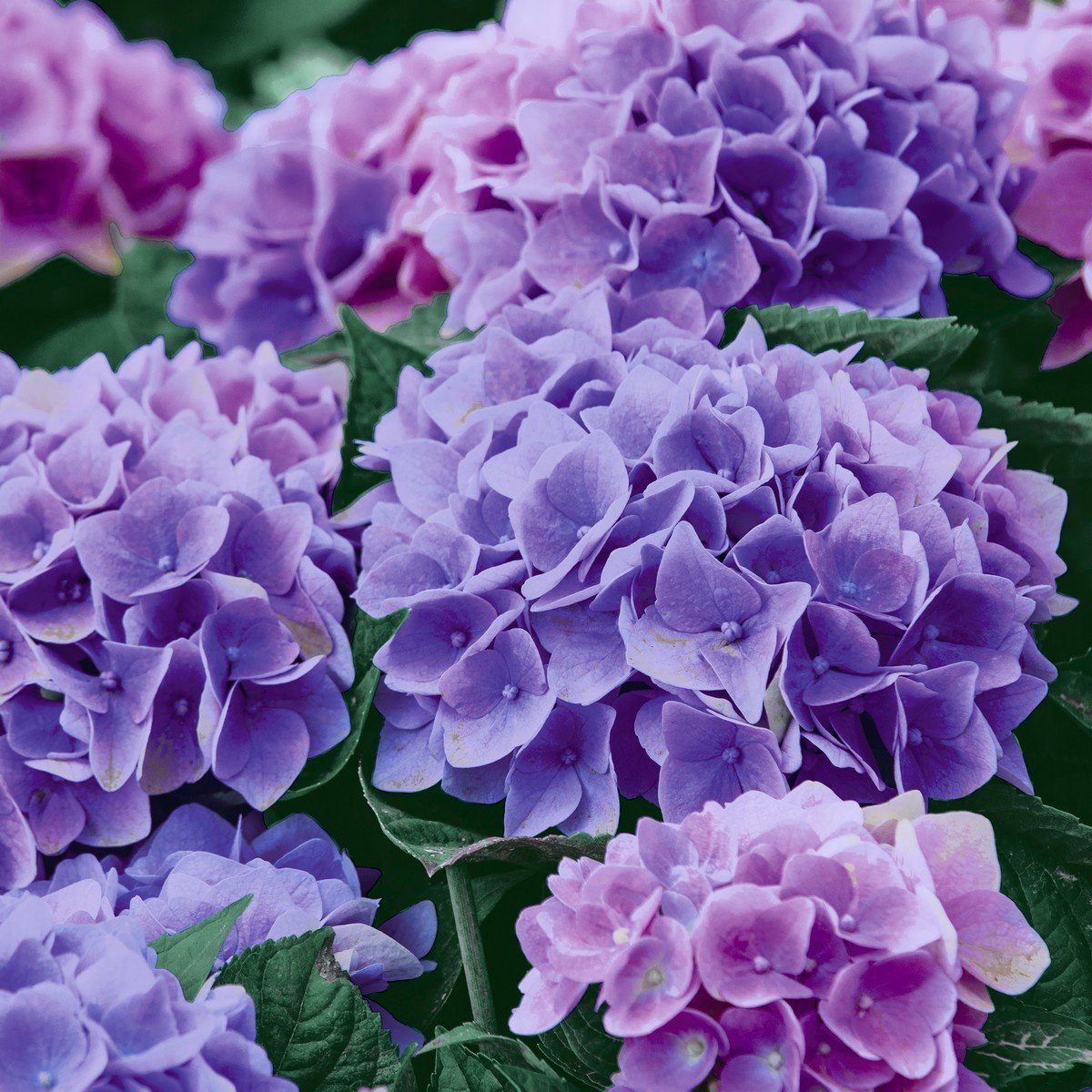 HOME FASHION Papierserviette 20 Servietten Lilac Hydrangea 33x33cm, (20 St)