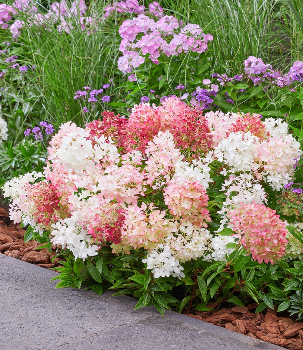 BALDUR Garten Zierstrauch Niedrige Hortensie 'Groundbreaker®', 1 St., Blütenpracht, winterhart, mehrjährig, pflegeleicht