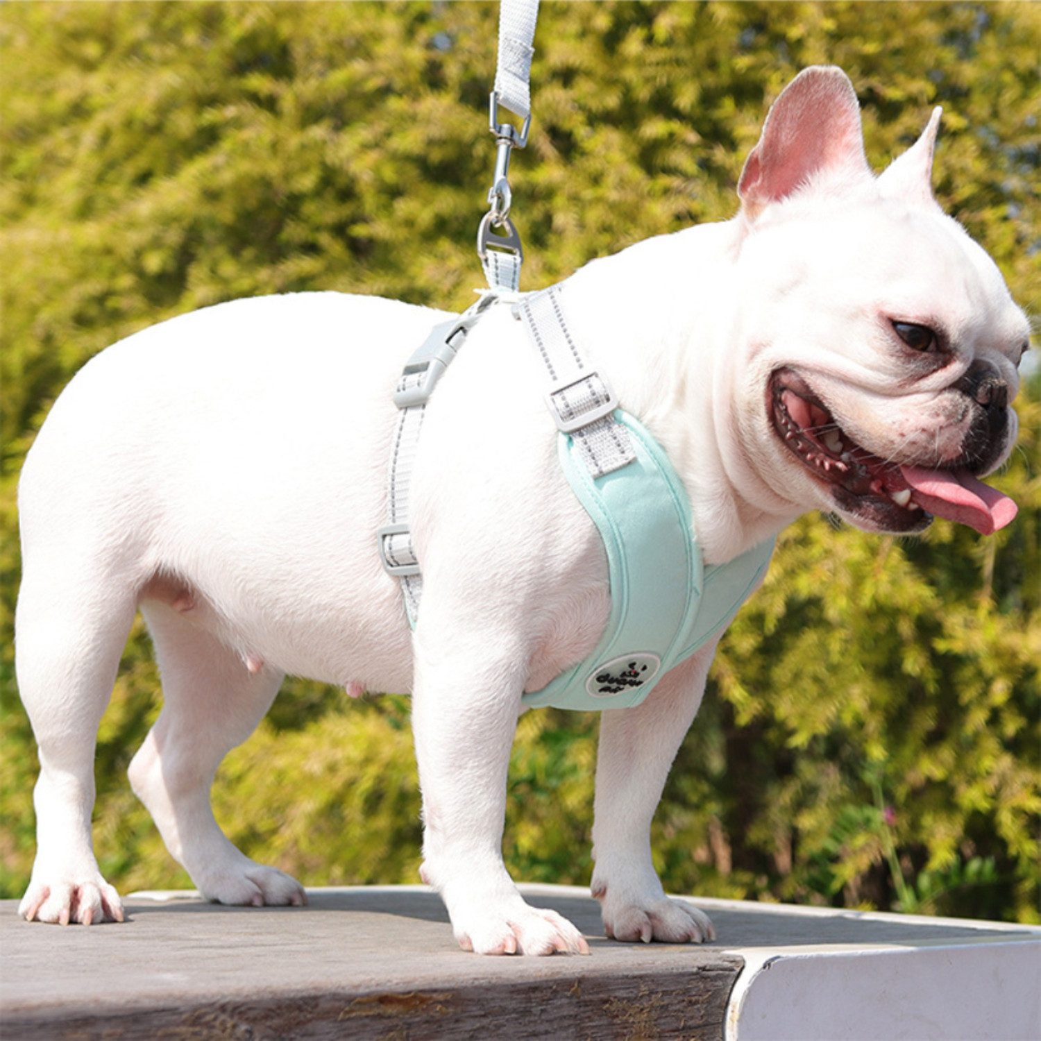BYSURE Hunde-Geschirr, Hundegeschirr und Leine-Set günstig online kaufen