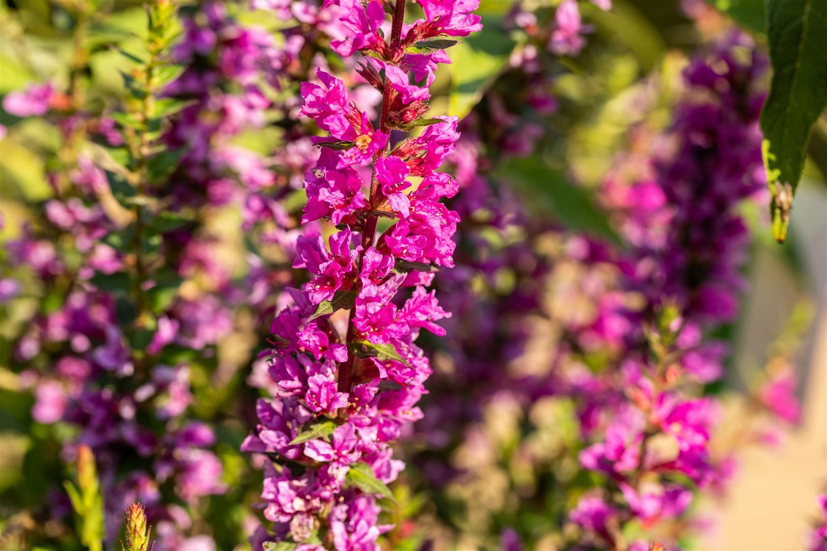 Pflanzen für Dich Staude Lythrum salicaria 'Robin', 1 St., Blutweiderich, Gewöhnlicher Blutweiderich – Bild 2 von 4