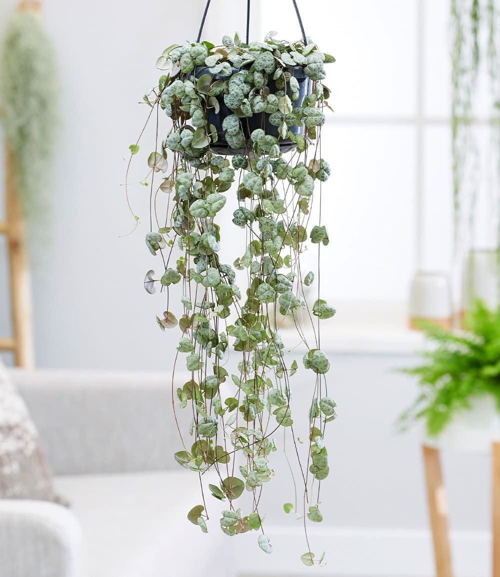 BALDUR Garten Zimmerpflanze Leuchterblume Ceropegia, 1 St., Hängepflanze, pflegeleicht