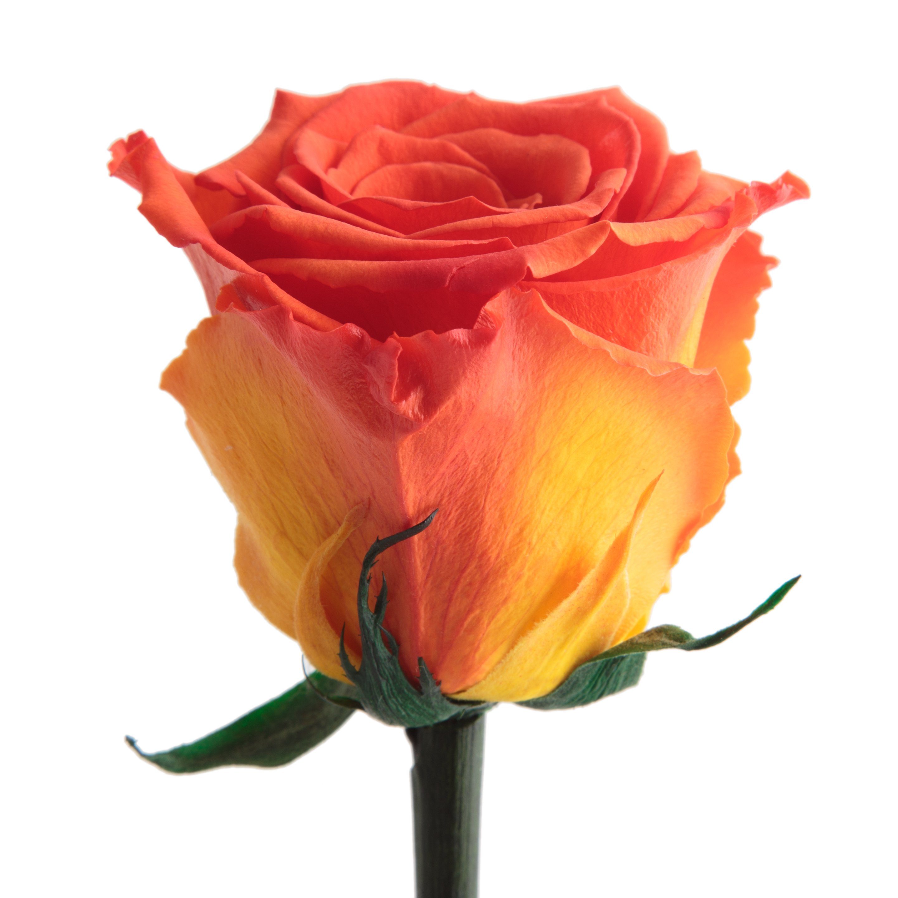 Kunstblume Ewige Rose konserviert mit Stiel günstig online kaufen