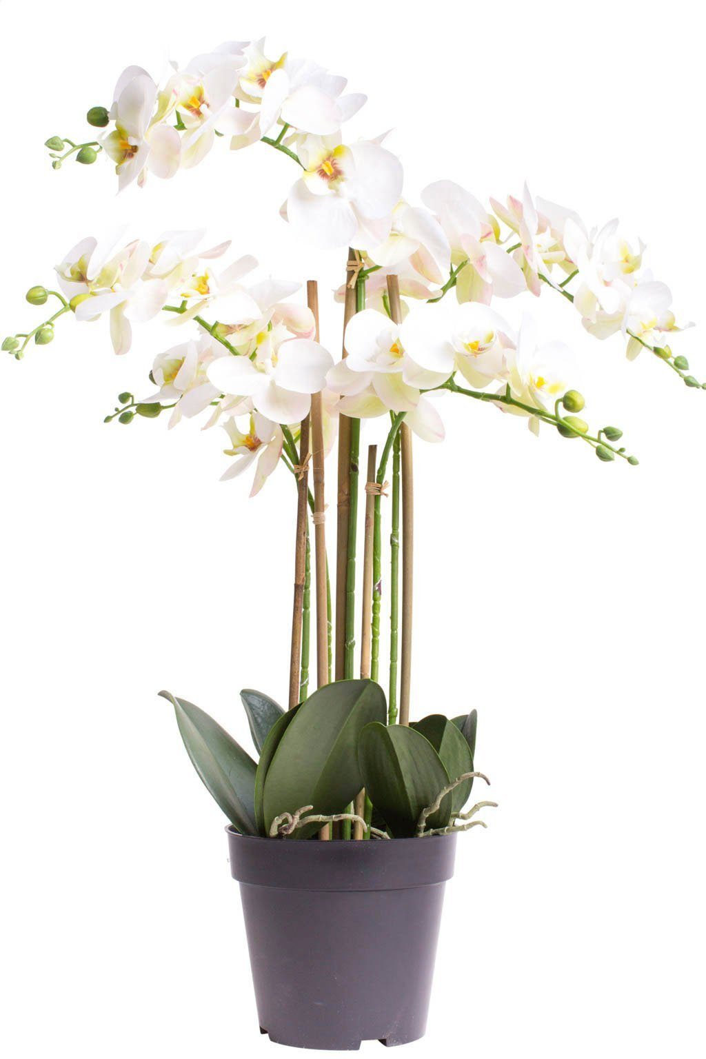 Kunstorchidee Orchidee Bora Orchidee, Botanic-Haus, Höhe 60 cm