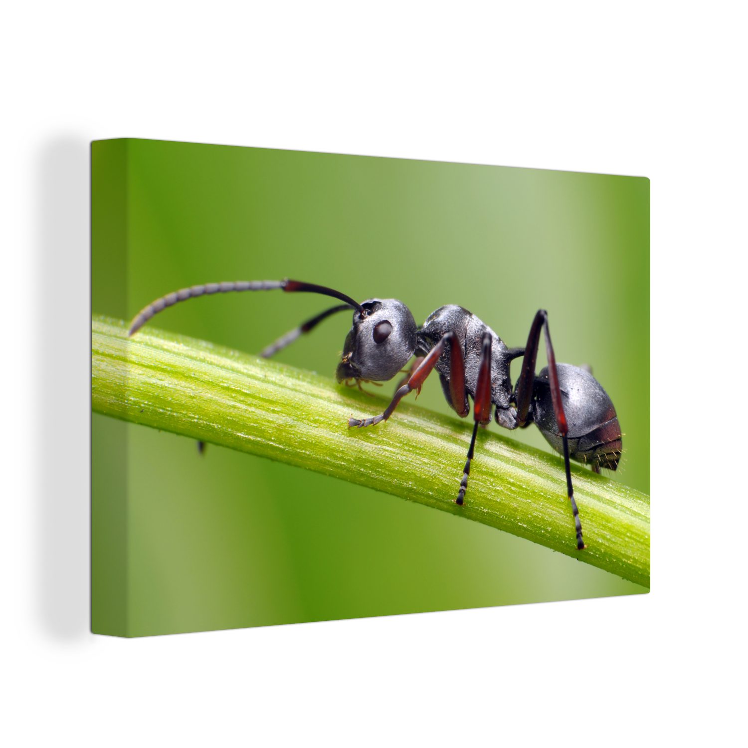 OneMillionCanvasses® Leinwandbild Eine Ameise klettert auf einen grünen Stängel, (1 St), Wandbild Leinwandbilder, Aufhängefertig, Wanddeko, 30x20 cm