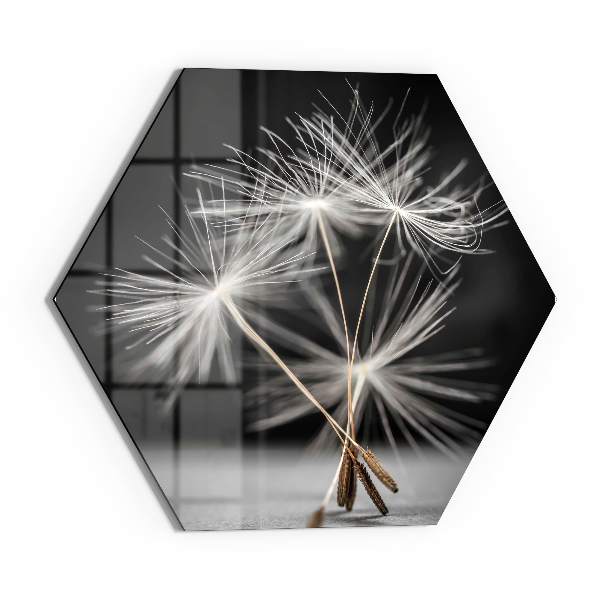 DEQORI Glasbild 'Samen der Pusteblume', 'Samen günstig online kaufen
